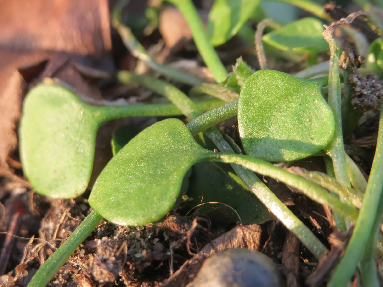 Miner's Lettuce (Claytonia Perfoliata) — scientifically named Claytonia perfoliata; especially during dry spells.<br><br>Ideal for adding greenery, image 121