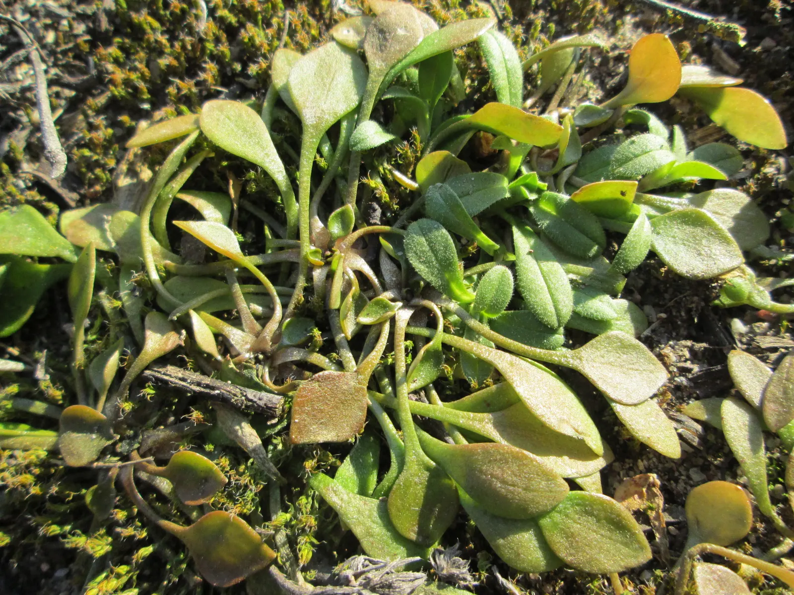Miner's Lettuce (Claytonia Perfoliata) — this plant is well-suited for cooler landscapes and thrives in USDA hardiness zones 5 through 9, image 127