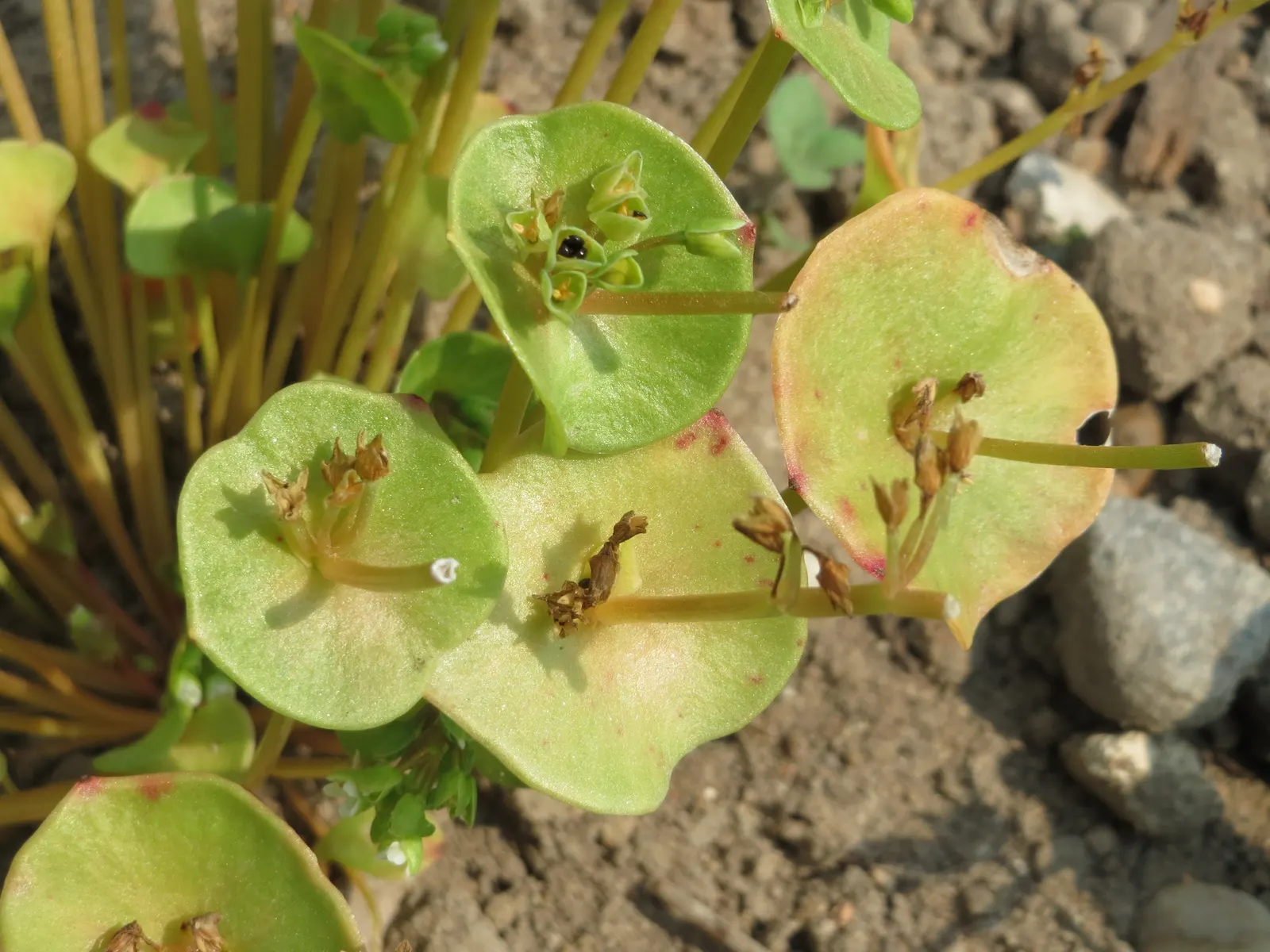 Miner's Lettuce (Claytonia Perfoliata) — and slightly succulent leaves; white flowers in the garden, image 102