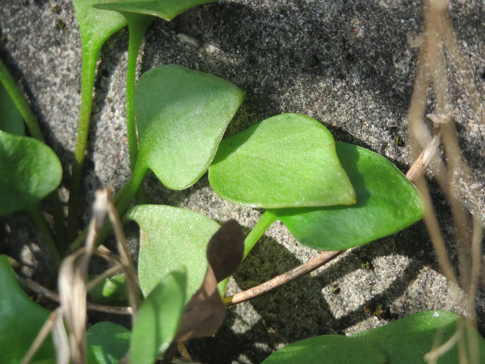 Miner's Lettuce (Claytonia Perfoliata) — this plant is well-suited for cooler landscapes and thrives in USDA hardiness zones 5 through 9, image 104