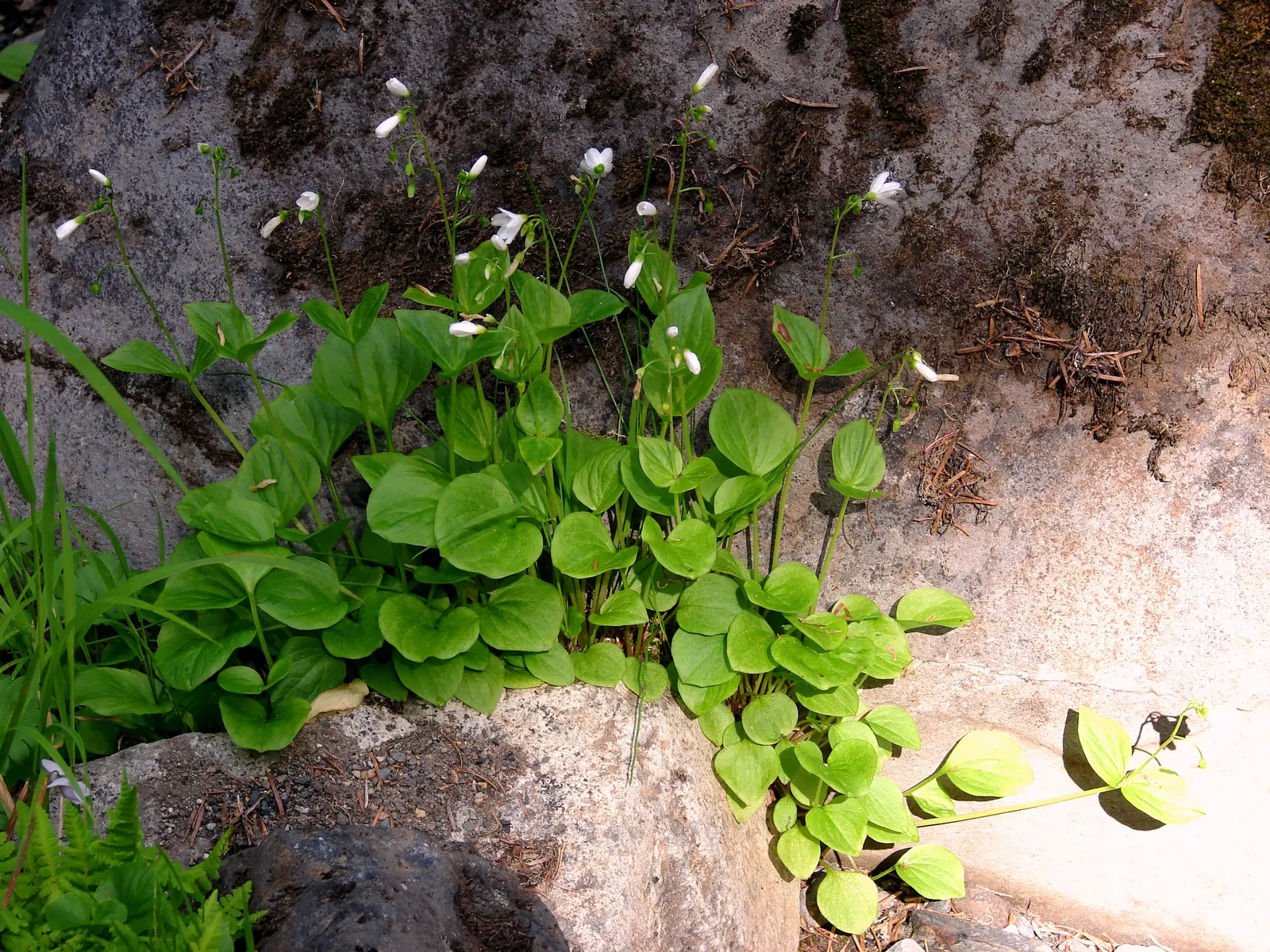 Miner's Lettuce (Claytonia Perfoliata) — cultivated harvest for salads and garnishes; annual / herb with white blooms, image 66