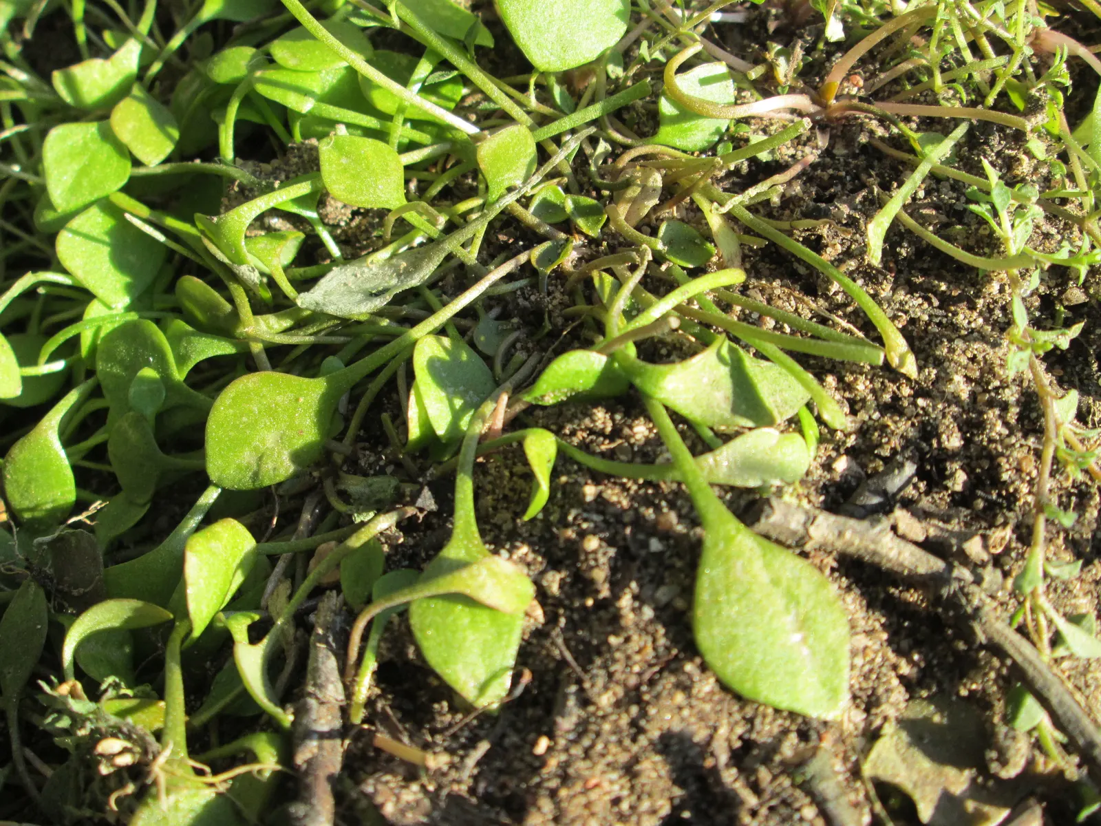 Miner's Lettuce (Claytonia Perfoliata) — annual / herb with white blooms; well-draining soil with a preference for loamy textures, image 91