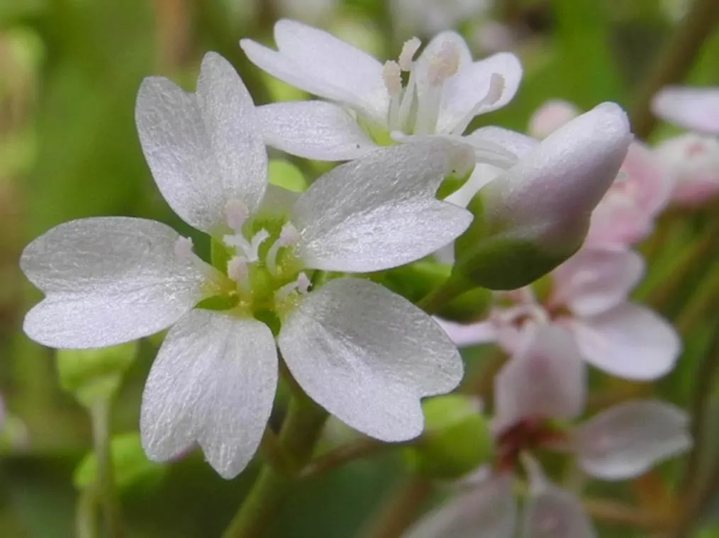 Miner's Lettuce (Claytonia Perfoliata) — this plant is renowned for its edible; though it tends to tolerate a range of soil types, image 124