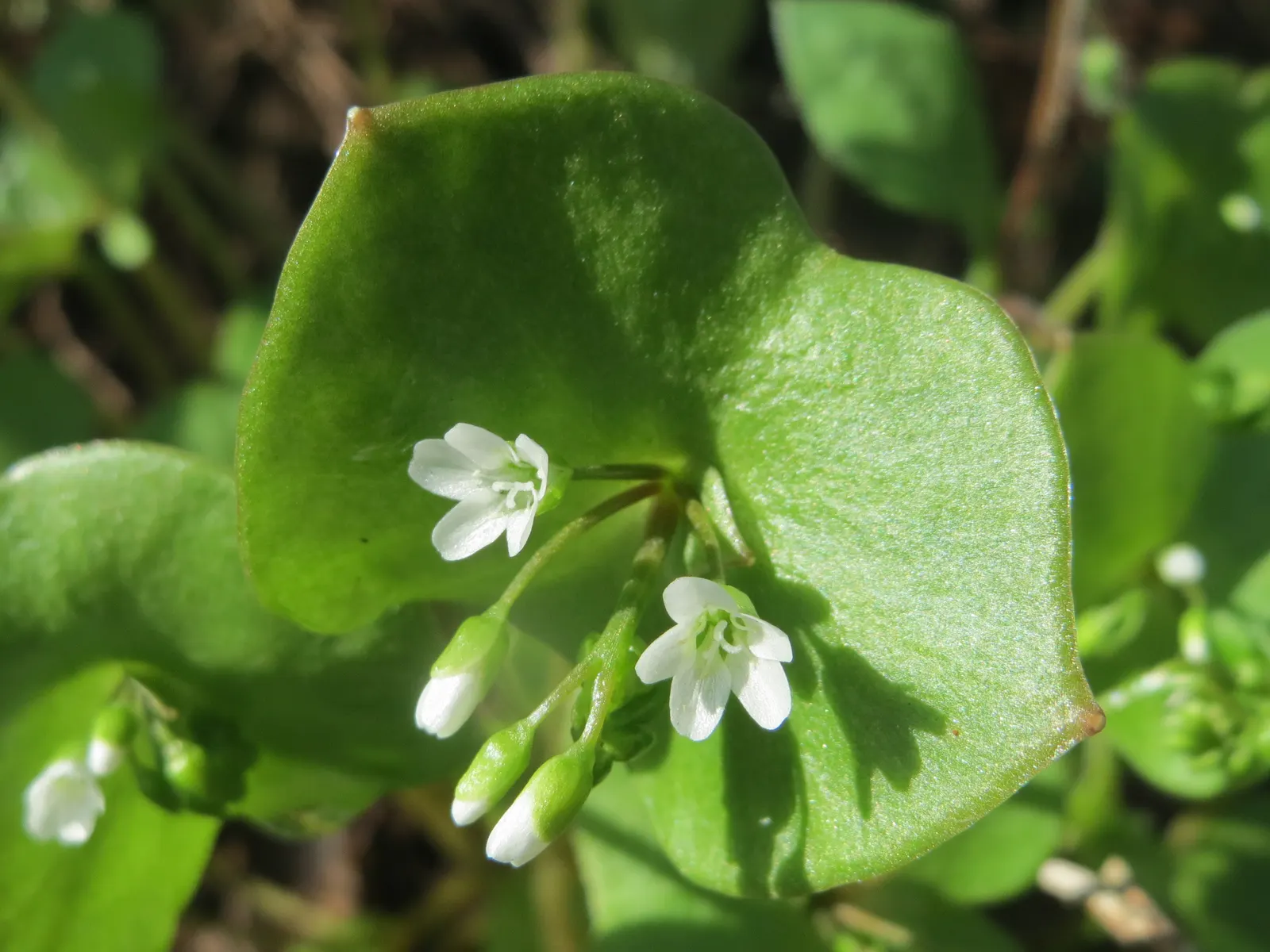 Miner's Lettuce (Claytonia Perfoliata) — annual / herb for half