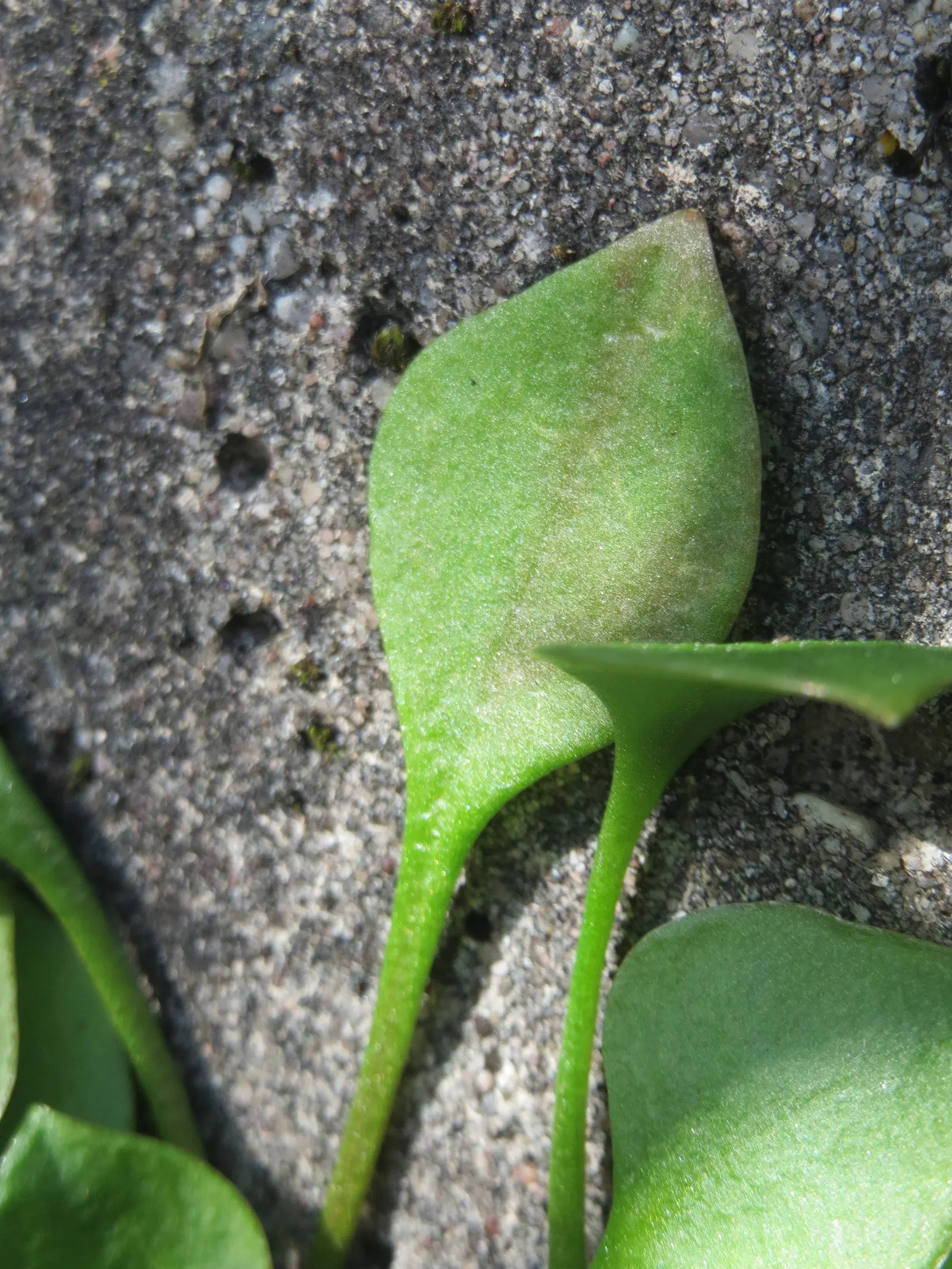 Miner's Lettuce (Claytonia Perfoliata) — well-draining soil with a preference for loamy textures