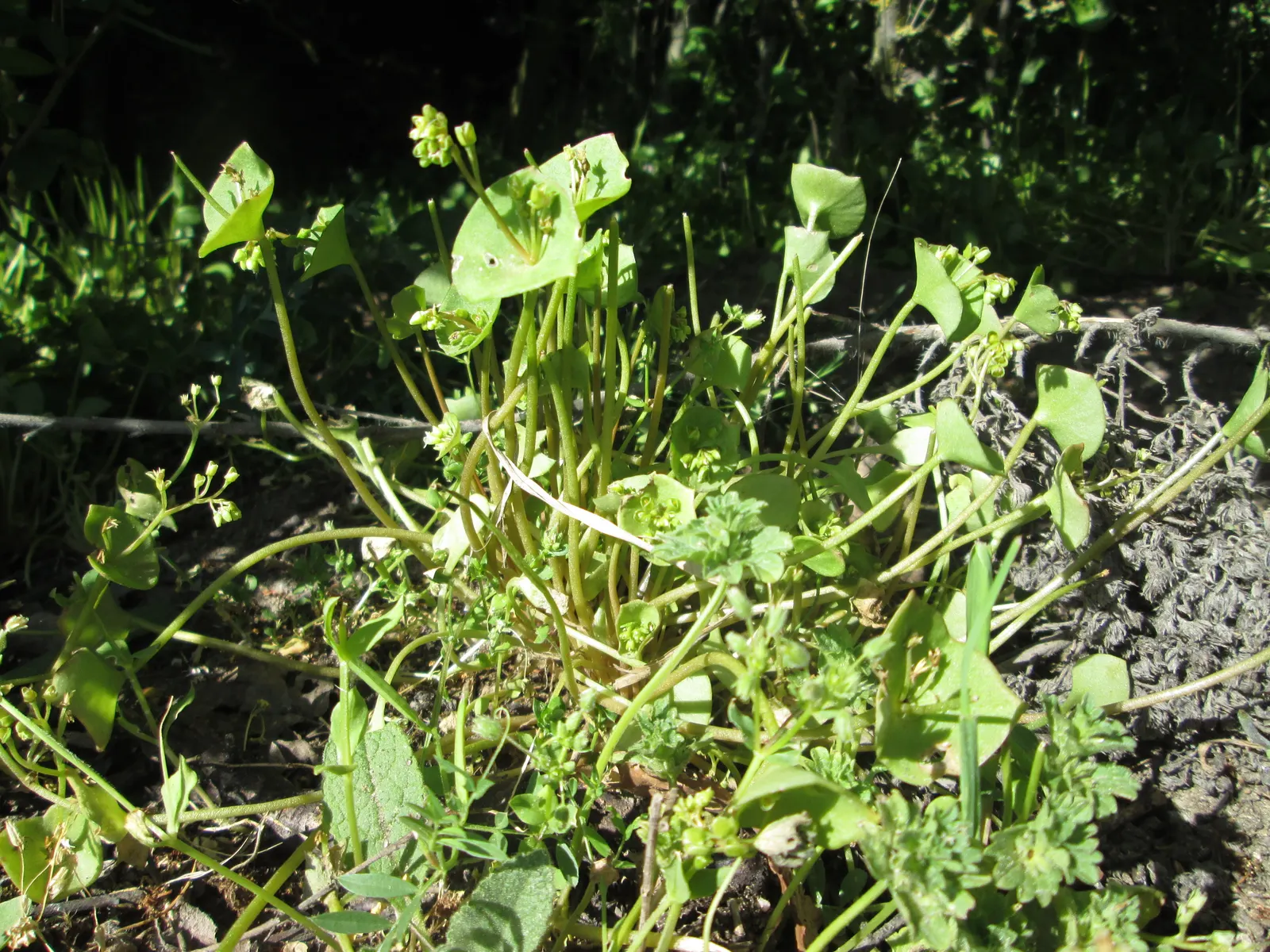 Miner's Lettuce (Claytonia Perfoliata) — cool-season annual native to the mountain and coastal regions of western North America; annual / herb for half