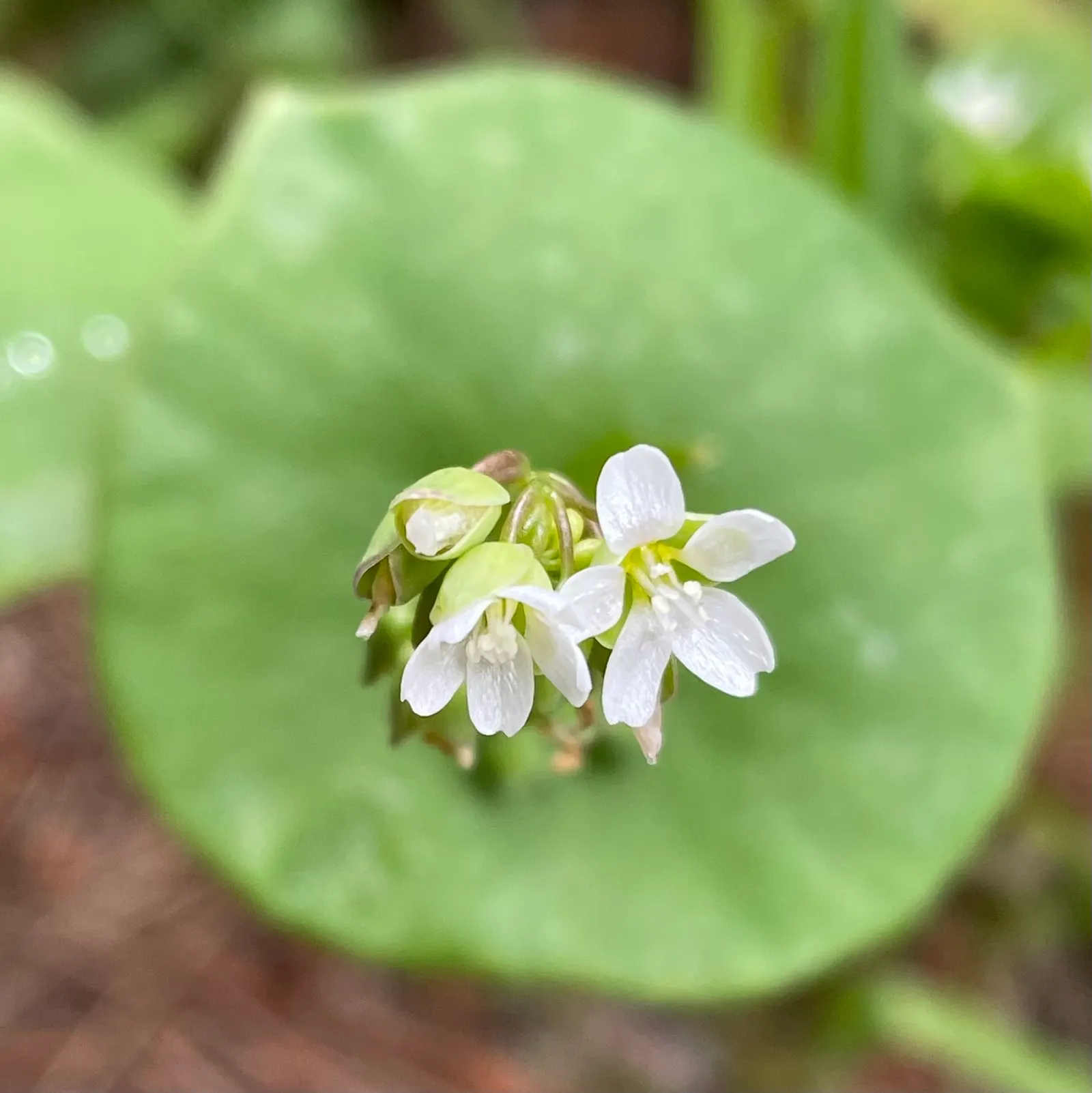 Miner's Lettuce (Claytonia Perfoliata) — Adaptable and low-maintenance; cool-season annual native to the mountain and coastal regions of western, image 54