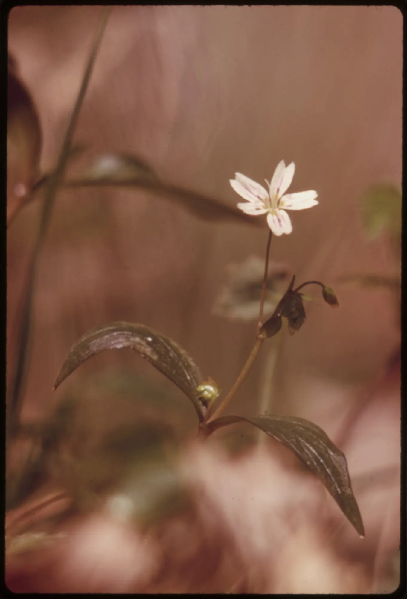 Miner's Lettuce (Claytonia Perfoliata) — annual / herb for half; cultivated harvest for salads and garnishes, image 69