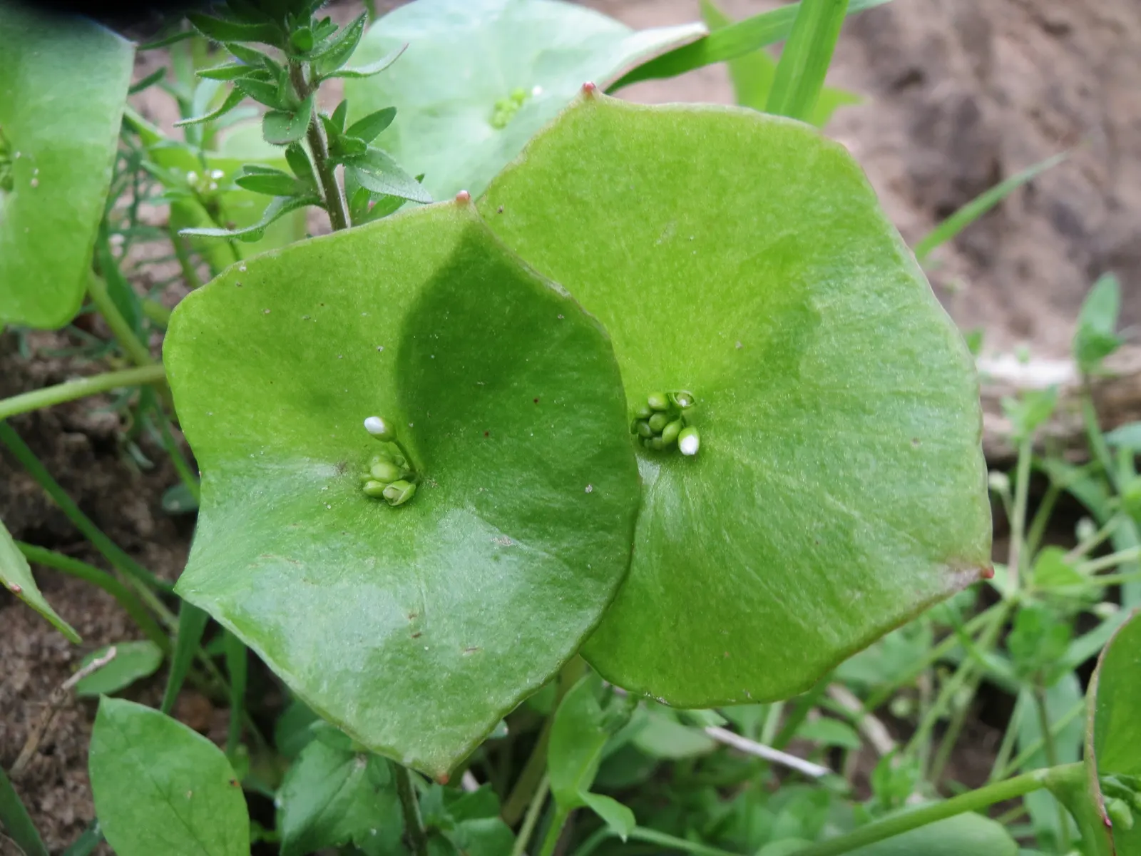 Miner's Lettuce (Claytonia Perfoliata) — Ideal for woodland gardens and underplanting with minimal maintenance; this plant is renowned for its edible