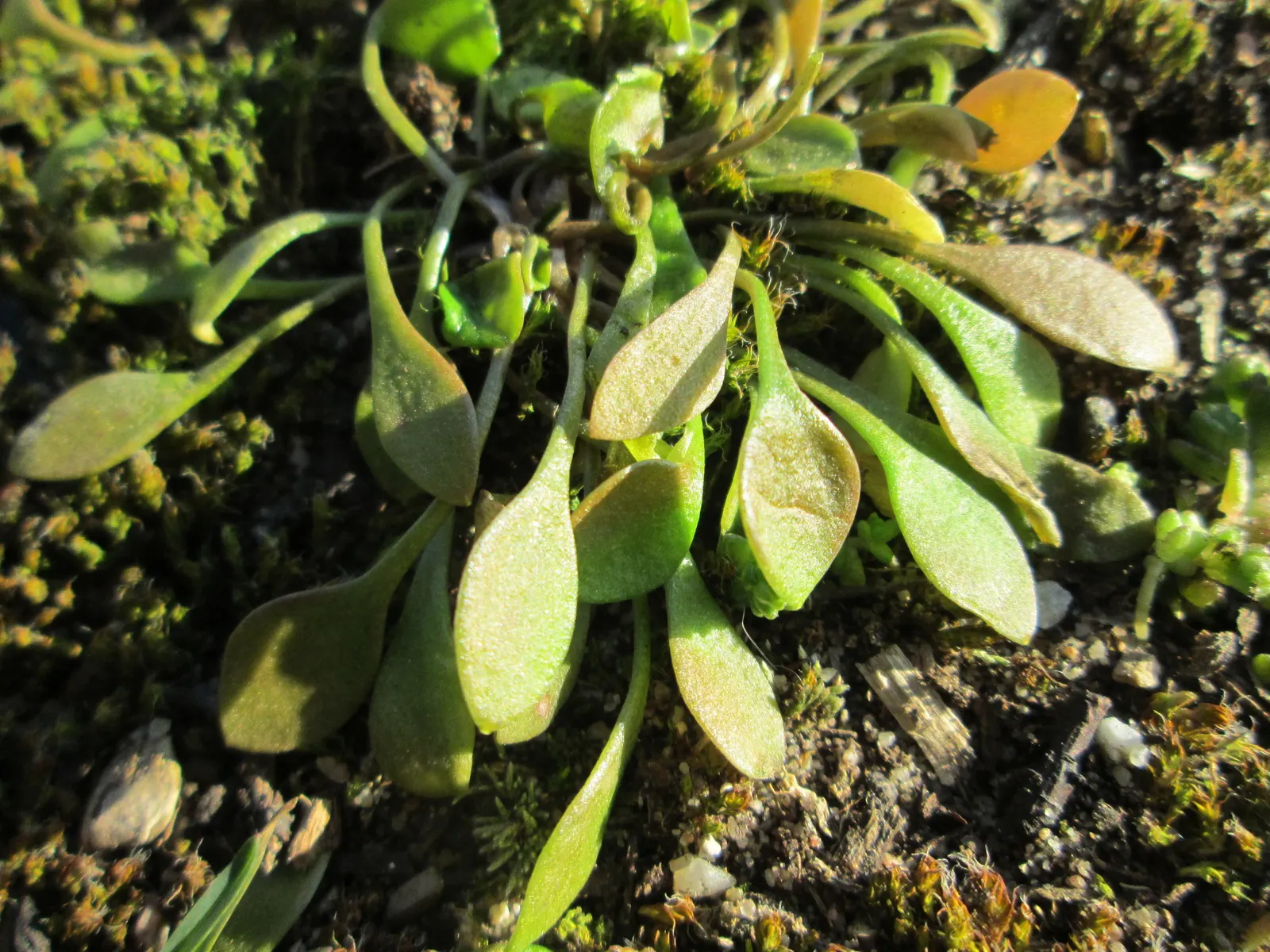 Miner's Lettuce (Claytonia Perfoliata) — Miner's Lettuce accentuates any space with a splash of verdant foliage and subtle floral accents, image 110