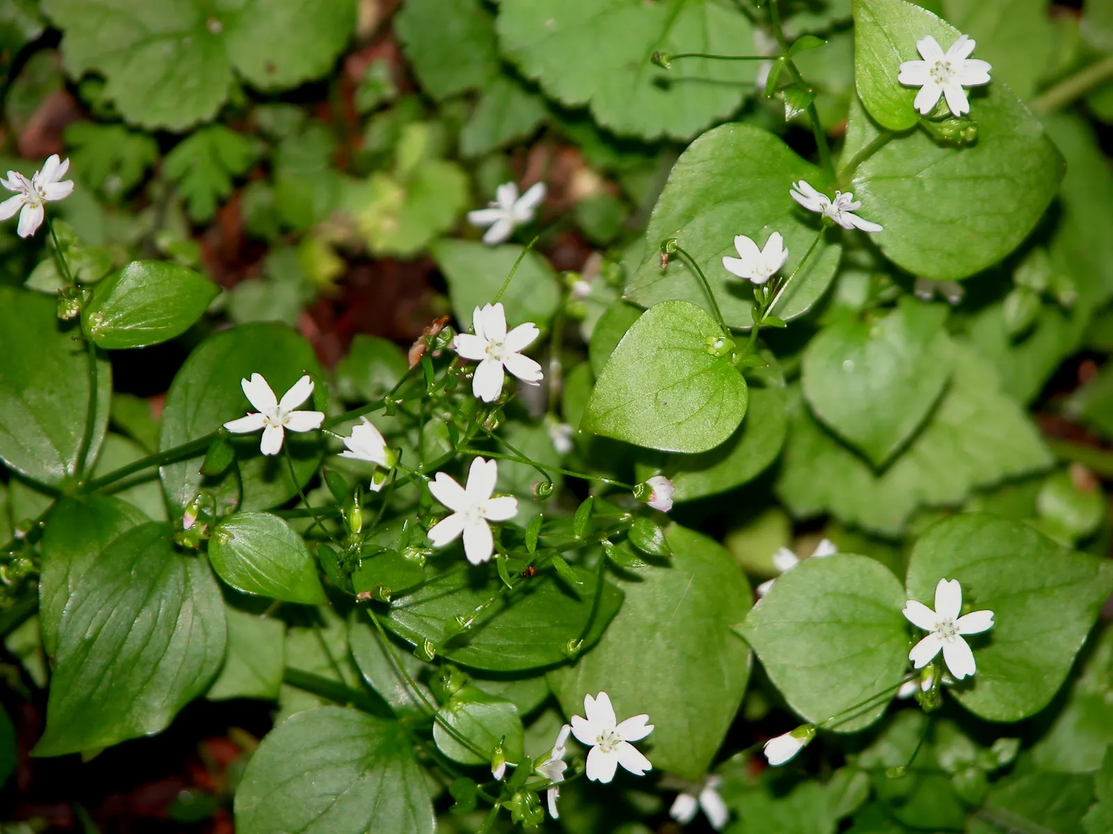 Miner's Lettuce (Claytonia Perfoliata) — annual / herb with white blooms; well-draining soil with a preference for loamy textures