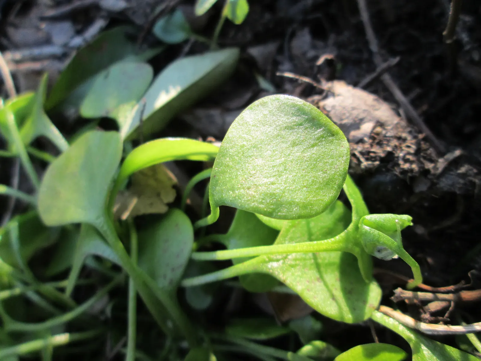 Miner's Lettuce (Claytonia Perfoliata) — Miner's Lettuce (Claytonia perfoliata) is a nutritious, edible native spreader, thriving in USDA zones 5-9