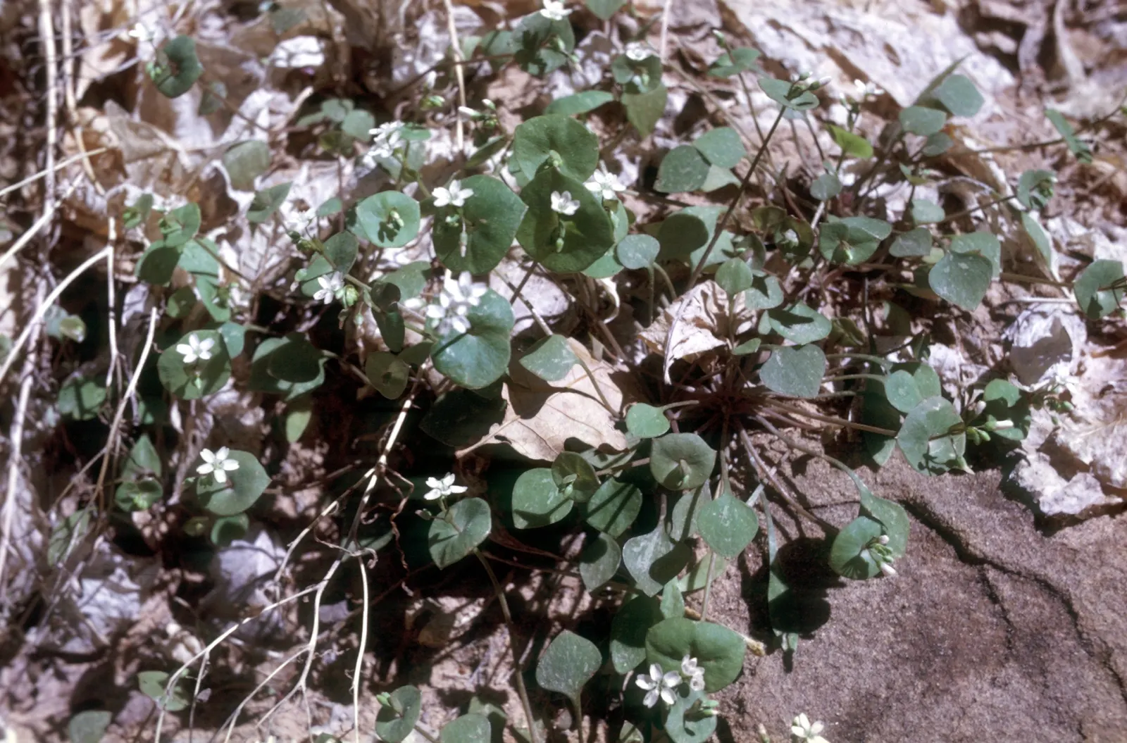 Miner's Lettuce (Claytonia Perfoliata) — This ephemeral beauty reaches 6-12 inches in height and prefers moist, shaded locales; miner's Lettuce, image 118