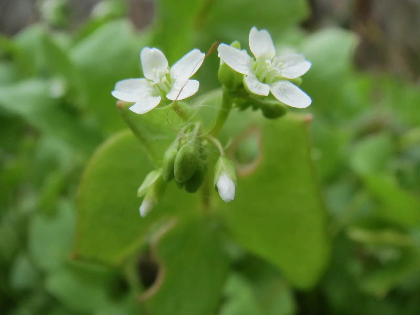 Miner's Lettuce (Claytonia Perfoliata) — well-draining soil with a preference for loamy textures; it also serves as an intriguing addition to edible landscapes