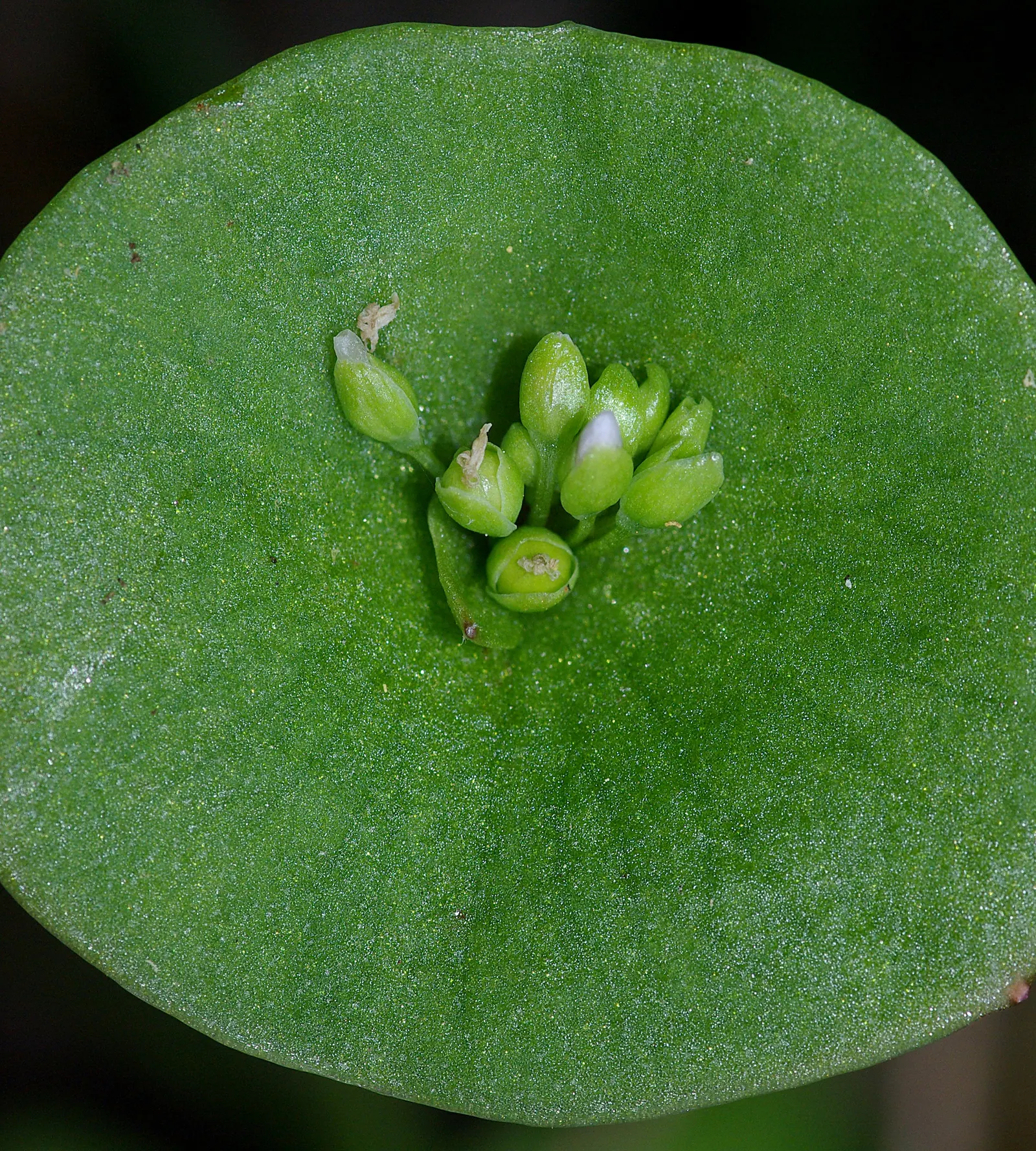 Miner's Lettuce (Claytonia Perfoliata) — cultivated harvest for salads and garnishes