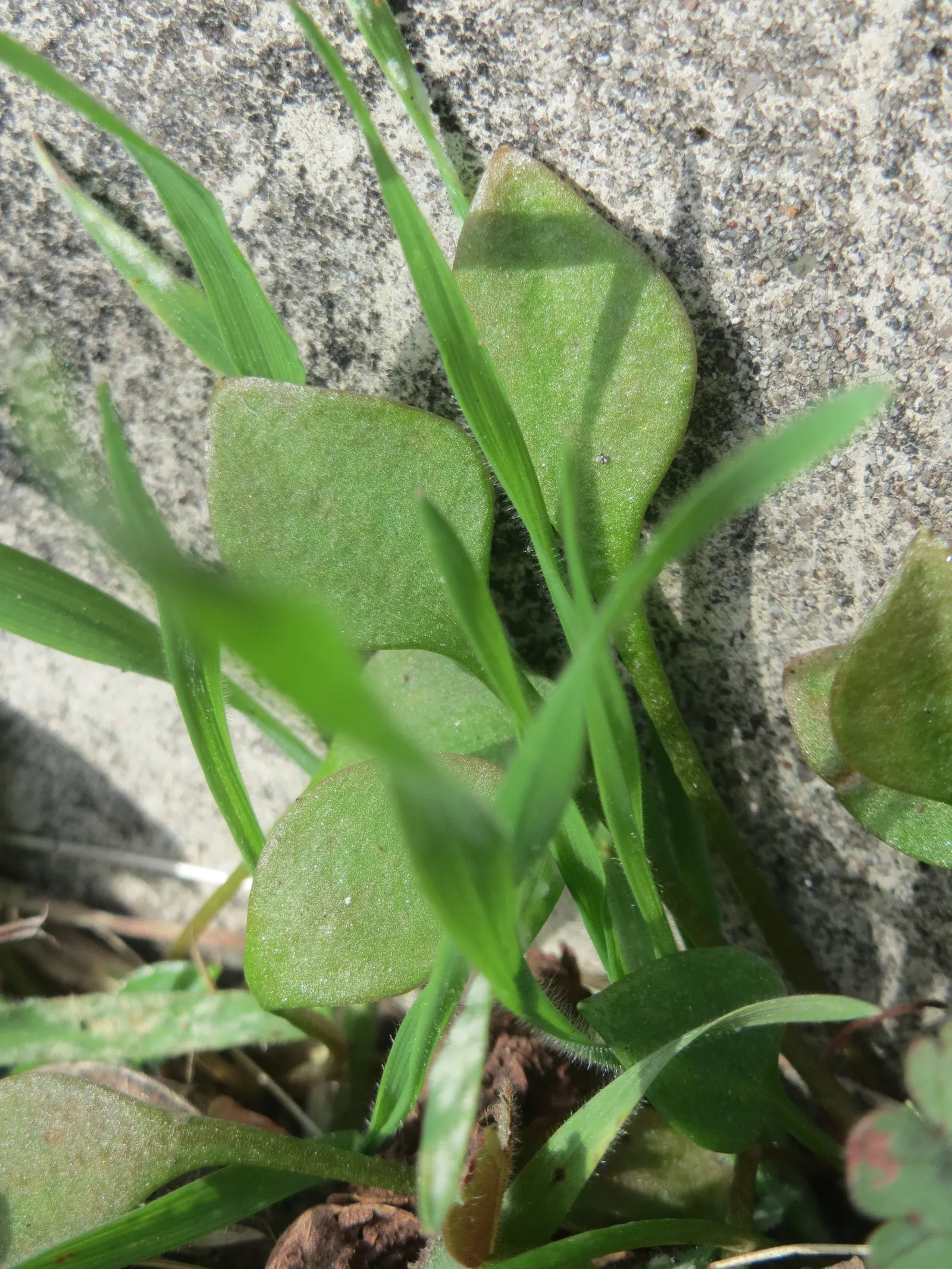 Miner's Lettuce (Claytonia Perfoliata) — This ephemeral beauty reaches 6-12 inches in height and prefers moist, shaded locales; miner's Lettuce, image 72