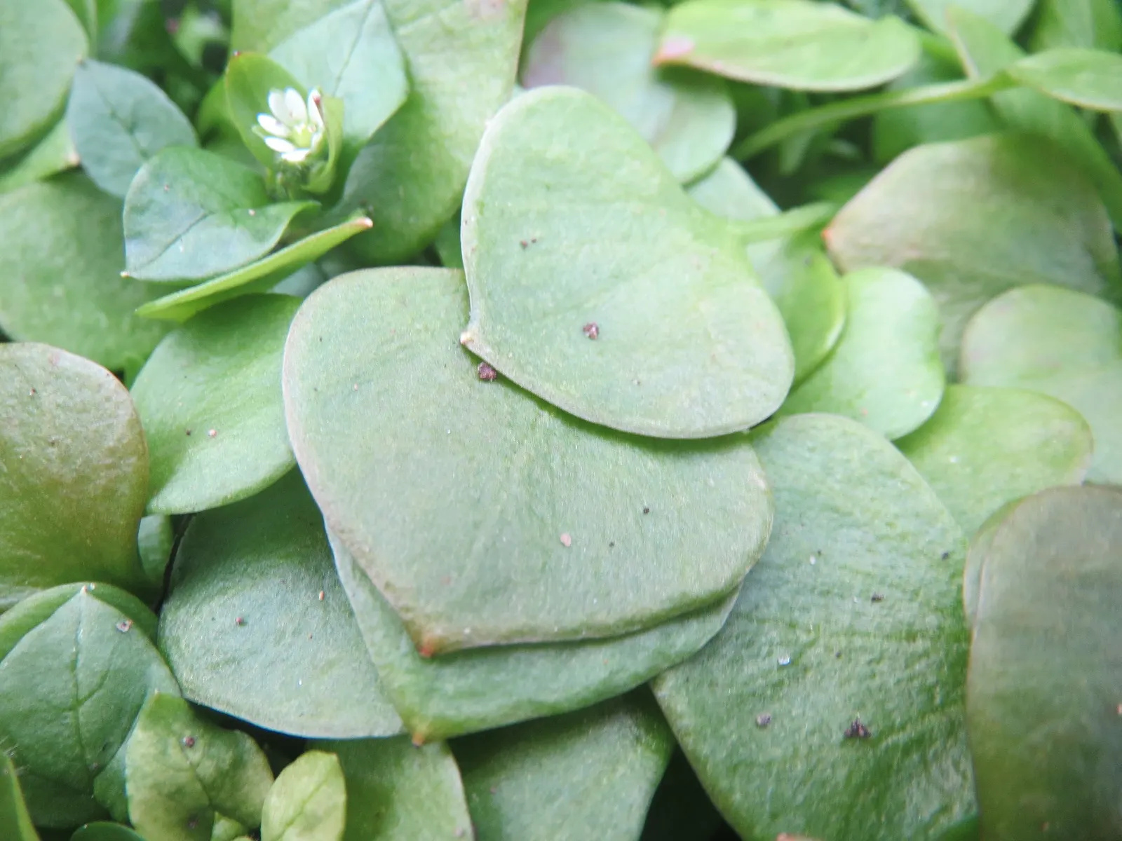 Miner's Lettuce (Claytonia Perfoliata) — Adaptable and low-maintenance; cool-season annual native to the mountain and coastal regions of western, image 77