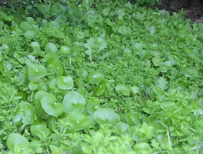 Miner's Lettuce (Claytonia Perfoliata) — Miner's Lettuce accentuates any space with a splash of verdant foliage and subtle floral accents, image 87