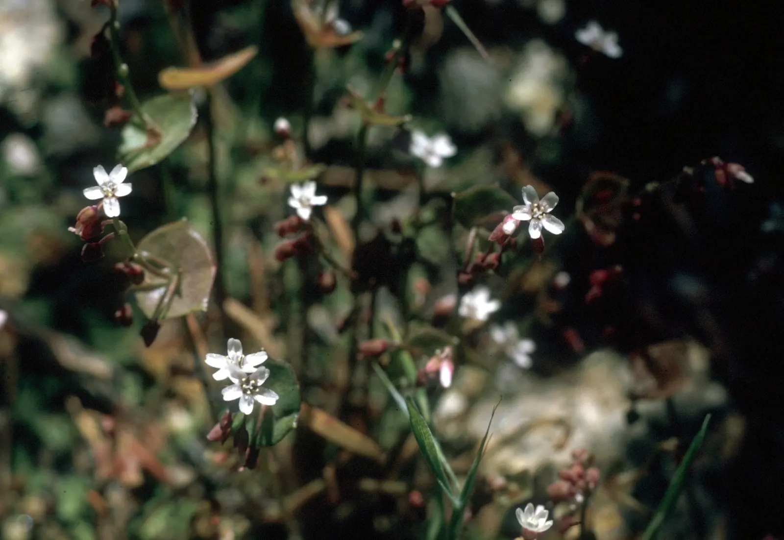 Miner's Lettuce (Claytonia Perfoliata) — Adaptable and low-maintenance; cool-season annual native to the mountain and coastal regions of western, image 100
