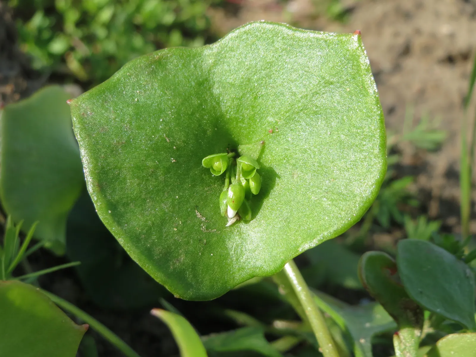 Miner's Lettuce (Claytonia Perfoliata) — this plant is well-suited for cooler landscapes and thrives in USDA hardiness zones 5 through 9