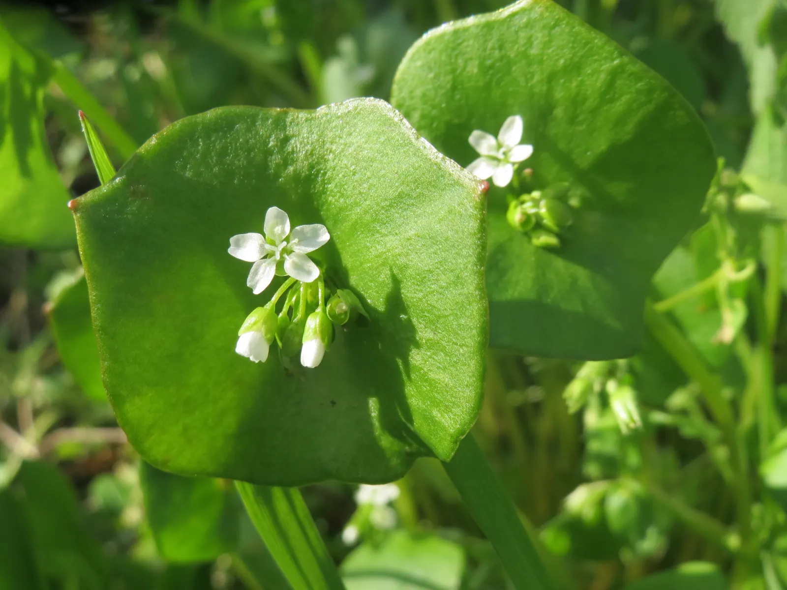 Miner's Lettuce (Claytonia Perfoliata) — It's a self-seeding cool-season annual, providing a lush ground cover and an early spring salad ingredient