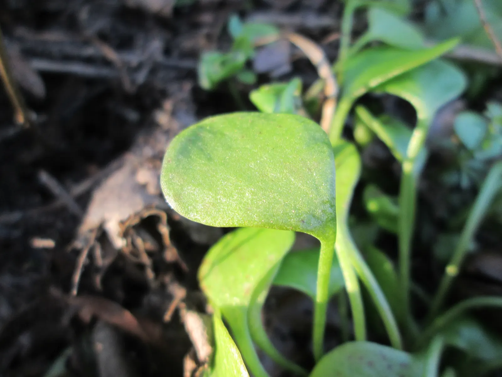 Miner's Lettuce (Claytonia Perfoliata) — This ephemeral beauty reaches 6-12 inches in height and prefers moist, shaded locales; miner's Lettuce, image 95