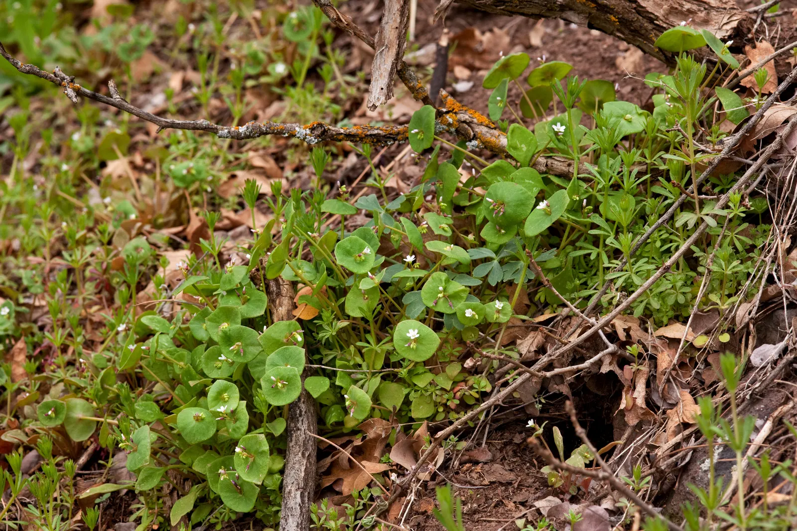 Miner's Lettuce (Claytonia Perfoliata) — especially during dry spells.<br><br>Ideal for adding greenery to shaded garden beds; underplanting in, image 108