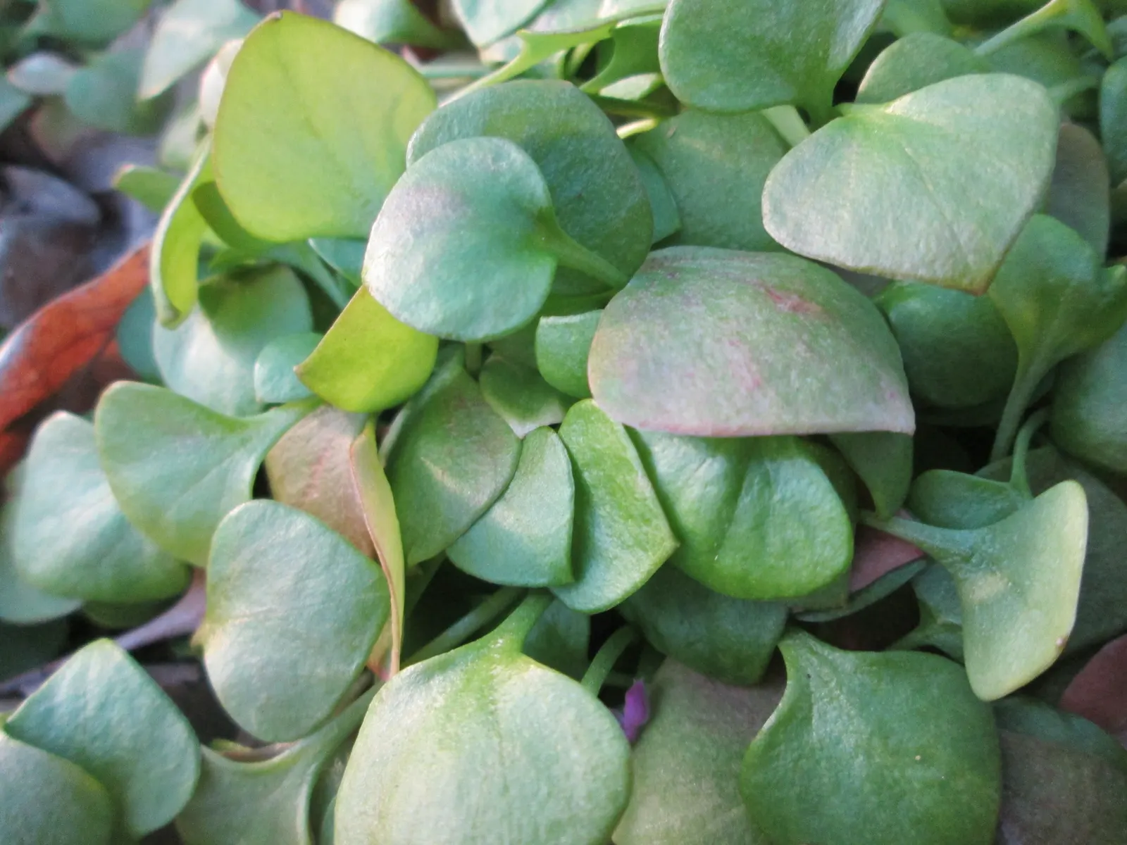 Miner's Lettuce (Claytonia Perfoliata) — Ideal for woodland gardens and underplanting with minimal maintenance