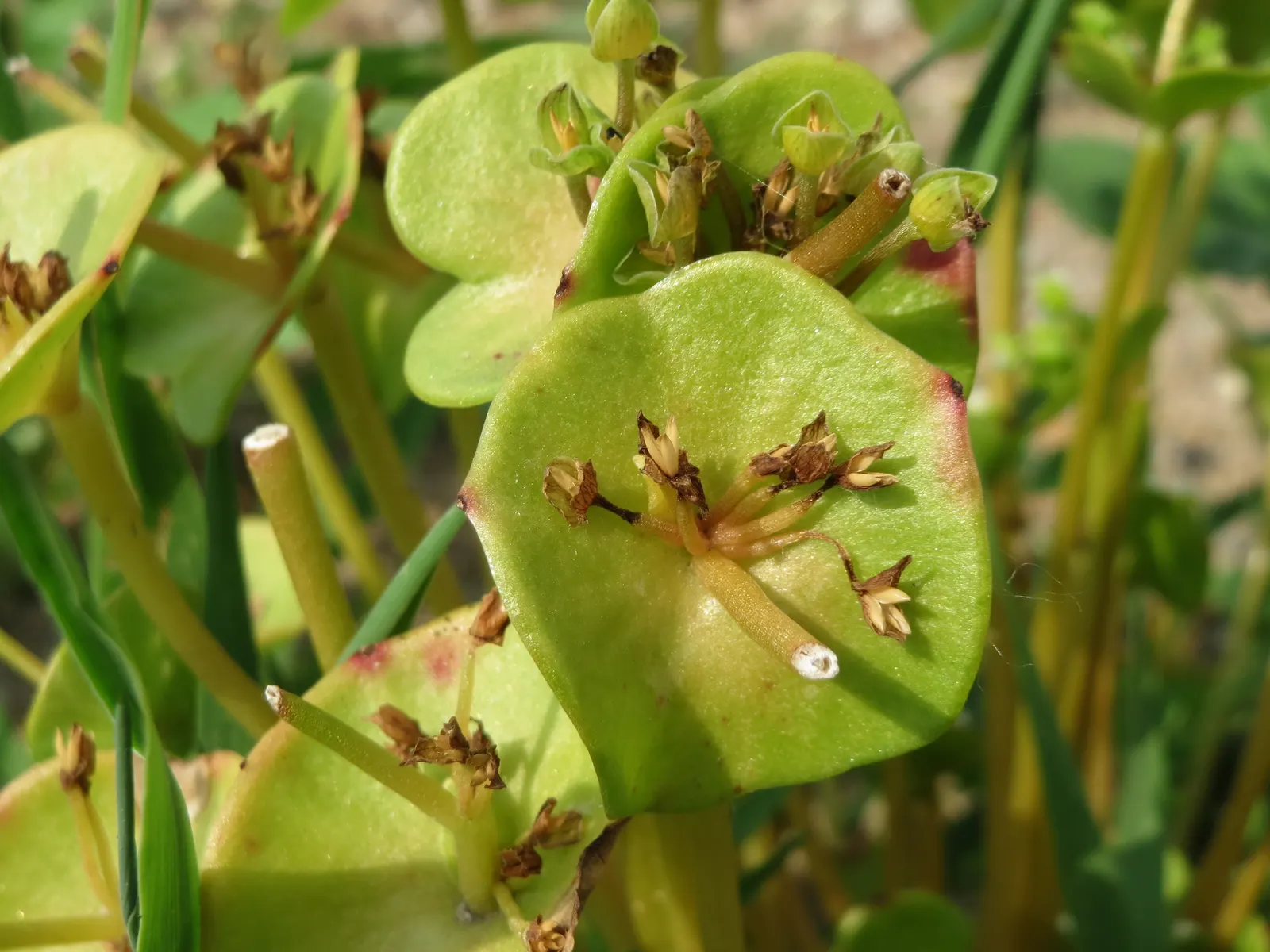 Miner's Lettuce (Claytonia Perfoliata) — It features circular, emerald-green leaves enveloping its delicate white-pink flowers; miner's Lettuce, image 94