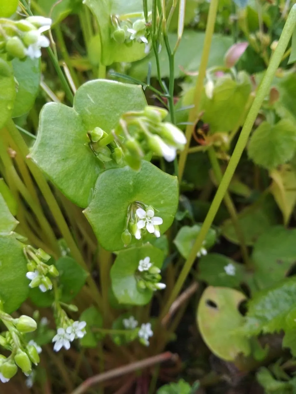 Miner's Lettuce (Claytonia Perfoliata) — It's a self-seeding cool-season annual, providing a lush ground cover and an early spring salad, image 50