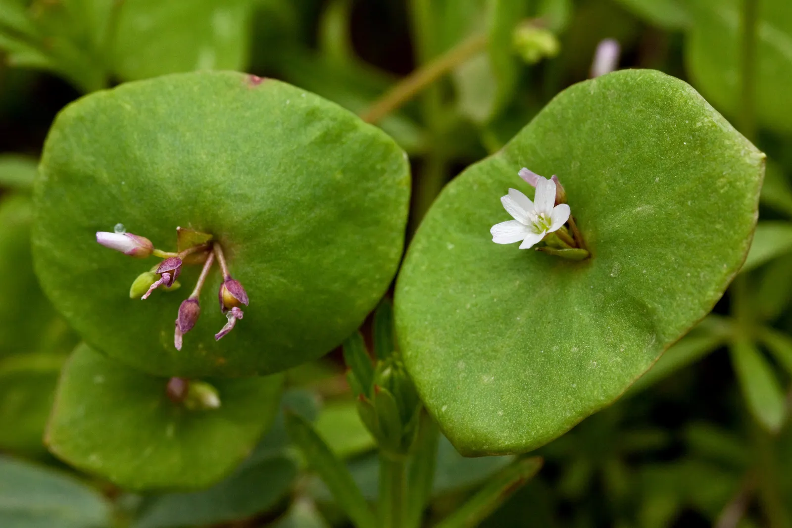 Miner's Lettuce (Claytonia Perfoliata) — and slightly succulent leaves; white flowers in the garden, image 56