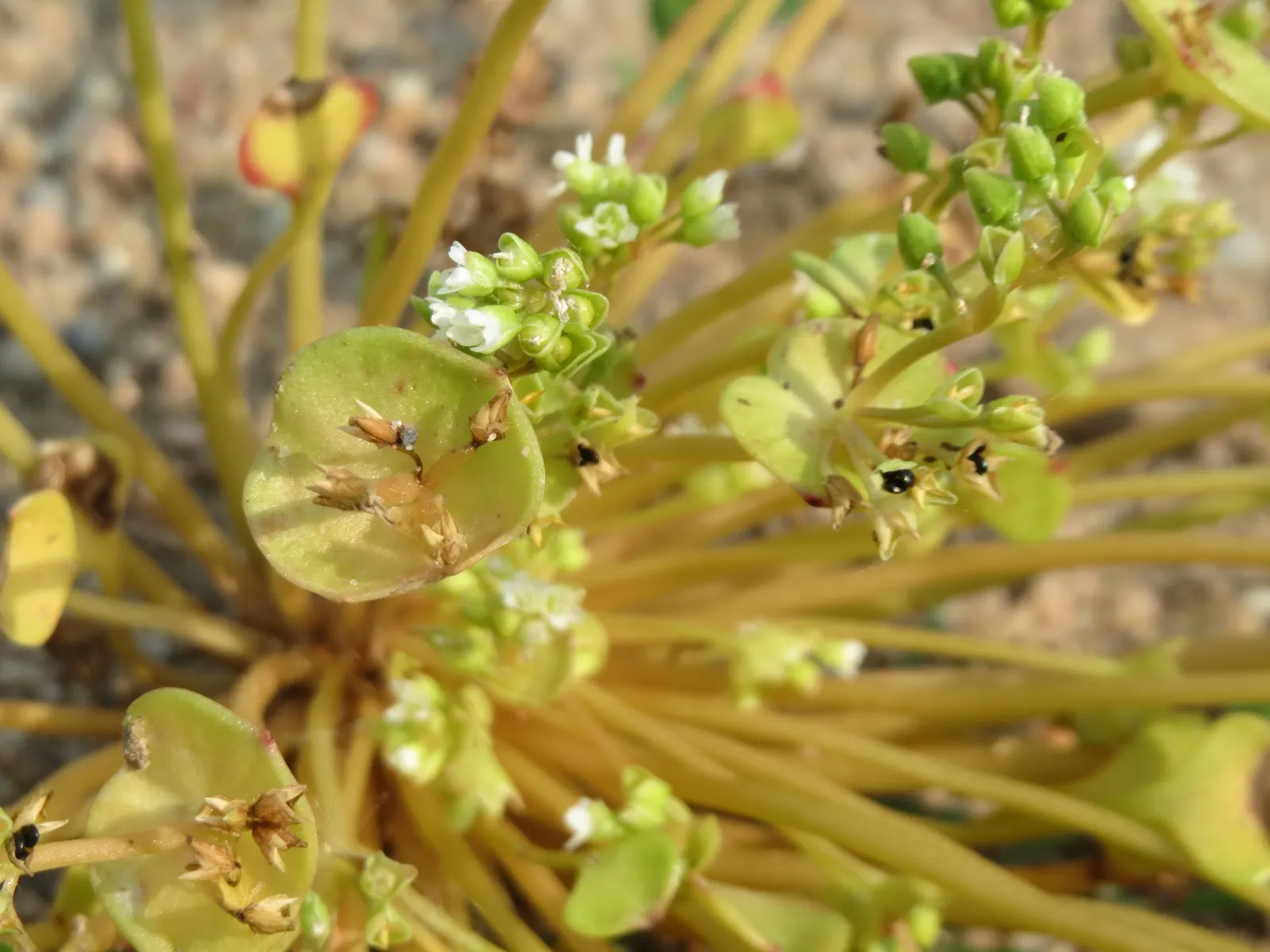 Miner's Lettuce (Claytonia Perfoliata) — underplanting in woodland gardens; miner's Lettuce (Claytonia perfoliata) is a nutritious, edible native, image 86