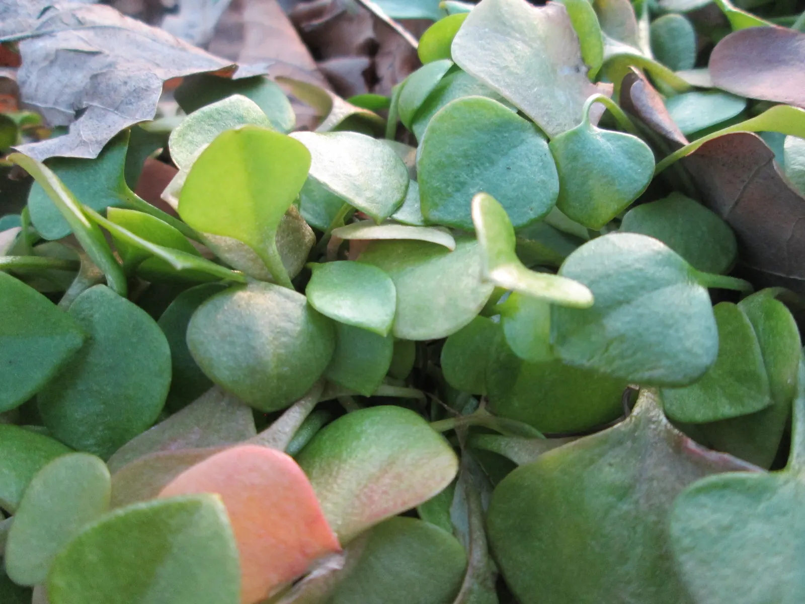 Miner's Lettuce (Claytonia Perfoliata) — Regular watering will keep it lush