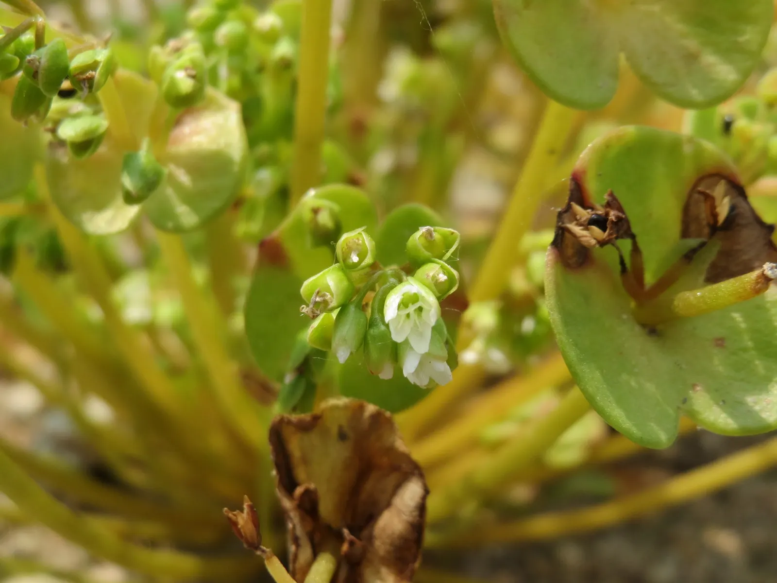 Miner's Lettuce (Claytonia Perfoliata) — It features circular, emerald-green leaves enveloping its delicate white-pink flowers; miner's Lettuce, image 48