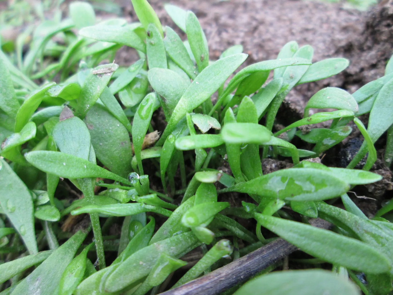 Miner's Lettuce (Claytonia Perfoliata) — Regular watering will keep it lush; and slightly succulent leaves