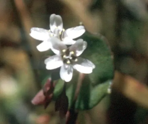 Miner's Lettuce (Claytonia Perfoliata) — Adaptable and low-maintenance; cool-season annual native to the mountain and coastal regions of western, image 123