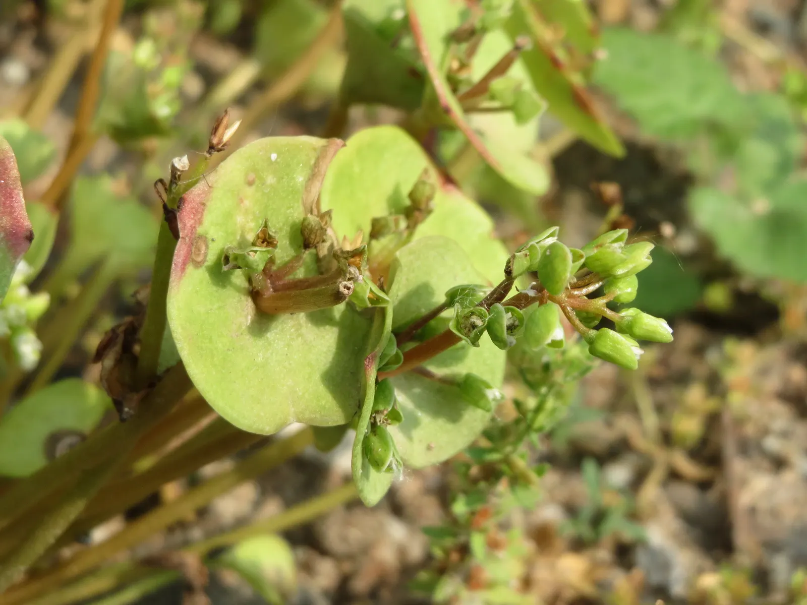 Miner's Lettuce (Claytonia Perfoliata) — it also serves as an intriguing addition to edible landscapes or kitchen gardens; regular watering will, image 111