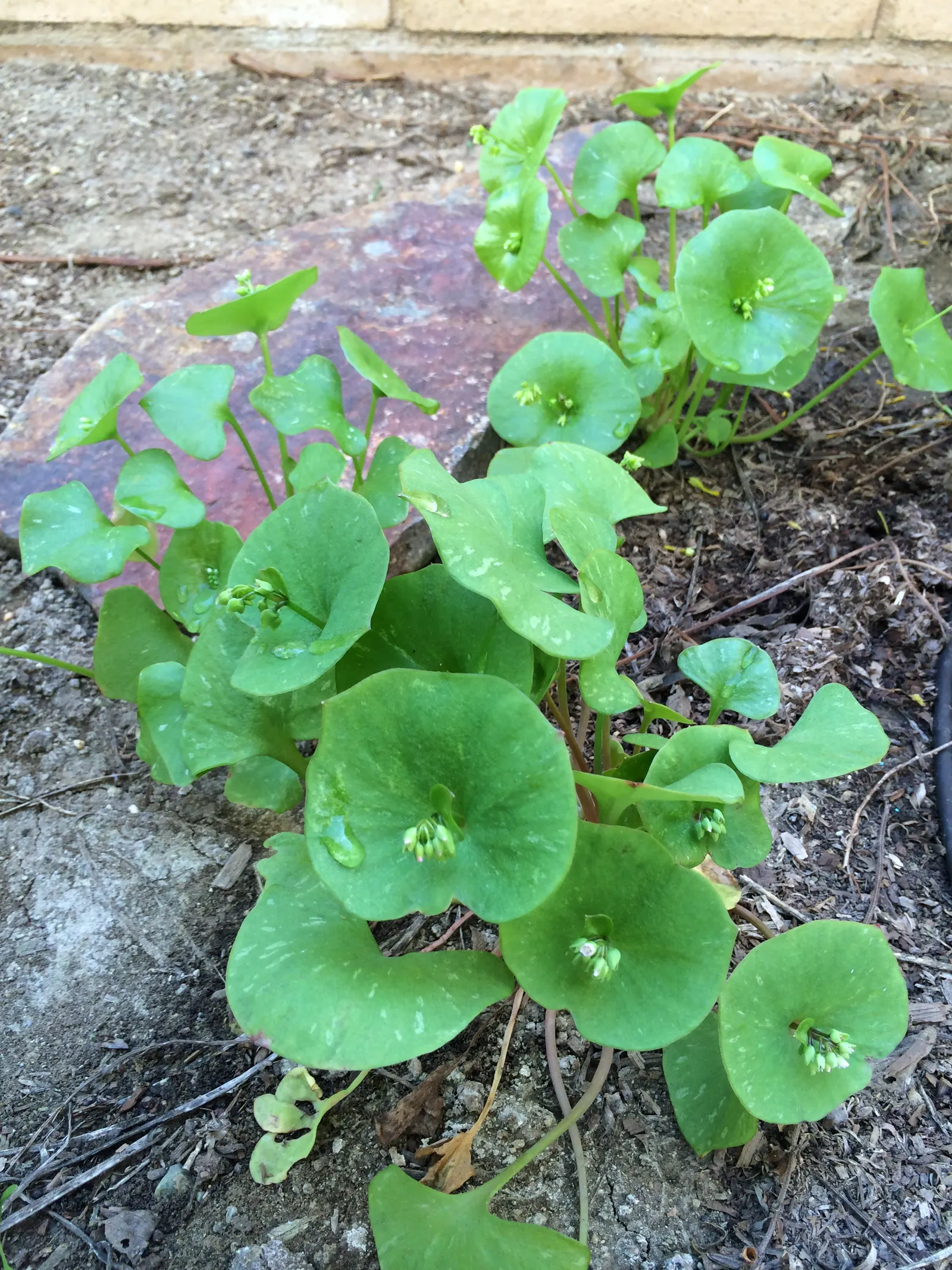 Miner's Lettuce (Claytonia Perfoliata) — Regular watering will keep it lush; and slightly succulent leaves, image 84