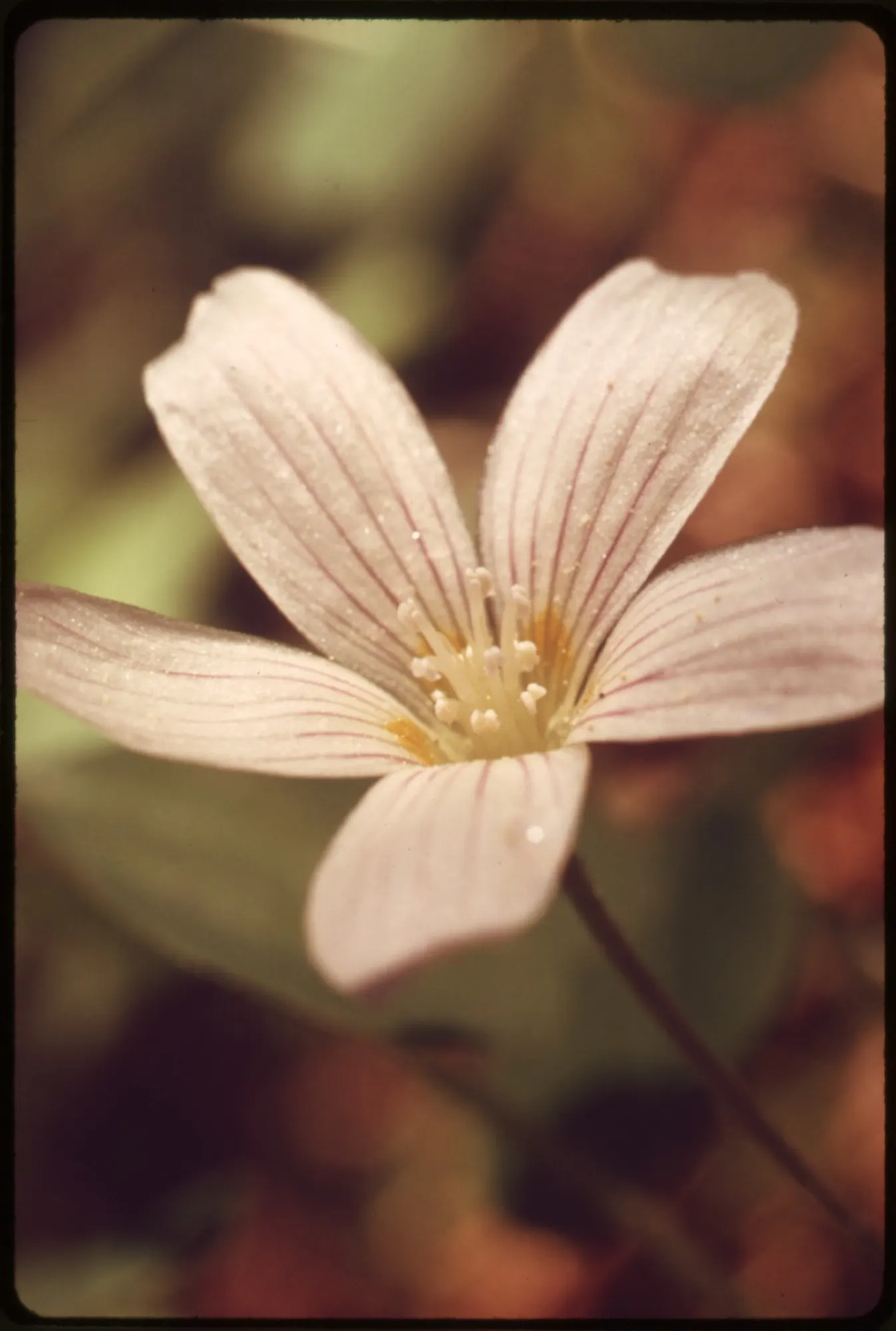 Miner's Lettuce (Claytonia Perfoliata) — this plant is renowned for its edible; though it tends to tolerate a range of soil types, image 78