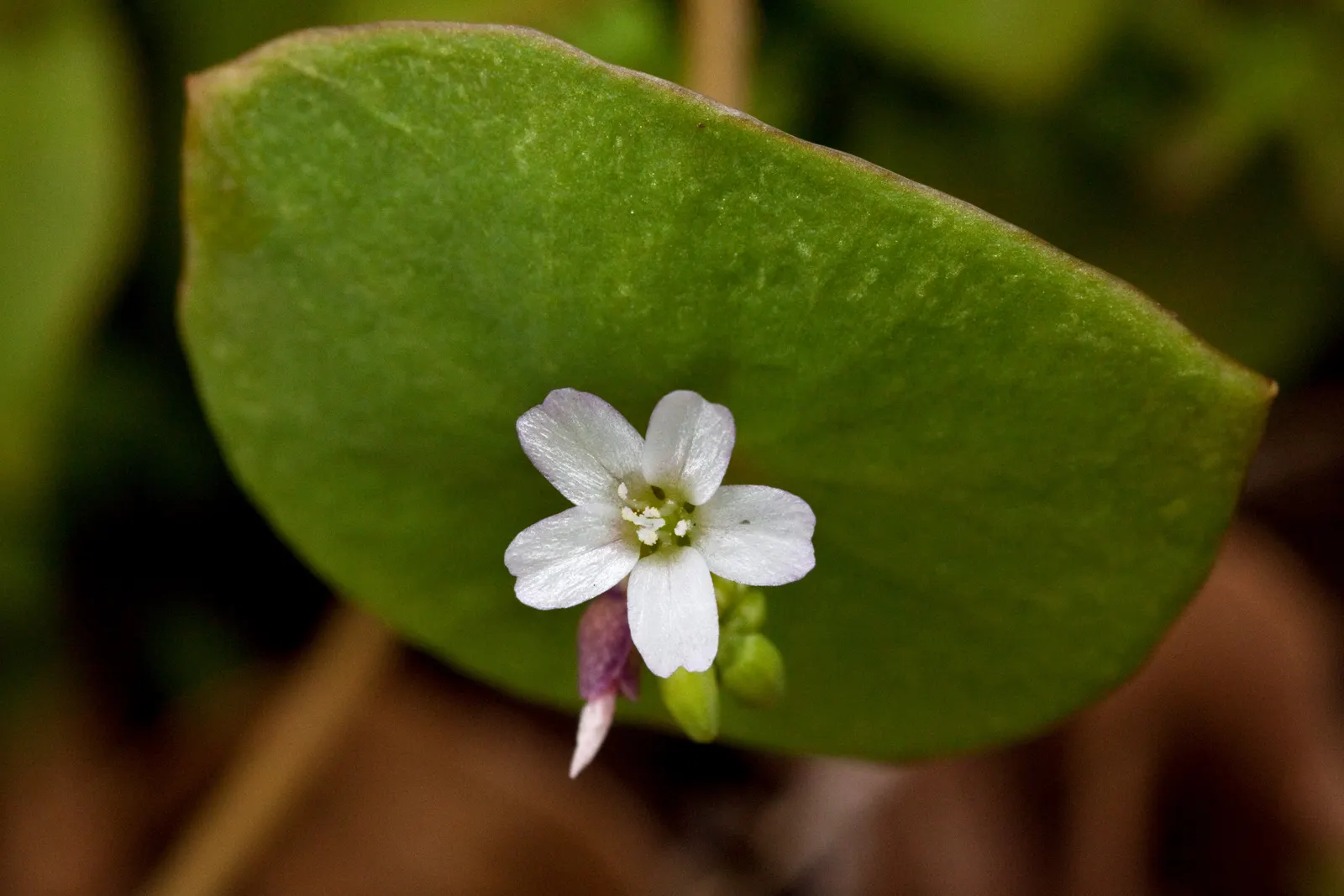 Miner's Lettuce (Claytonia Perfoliata) — Miner's Lettuce (Claytonia perfoliata) is a nutritious, edible native spreader, thriving in USDA zones, image 116