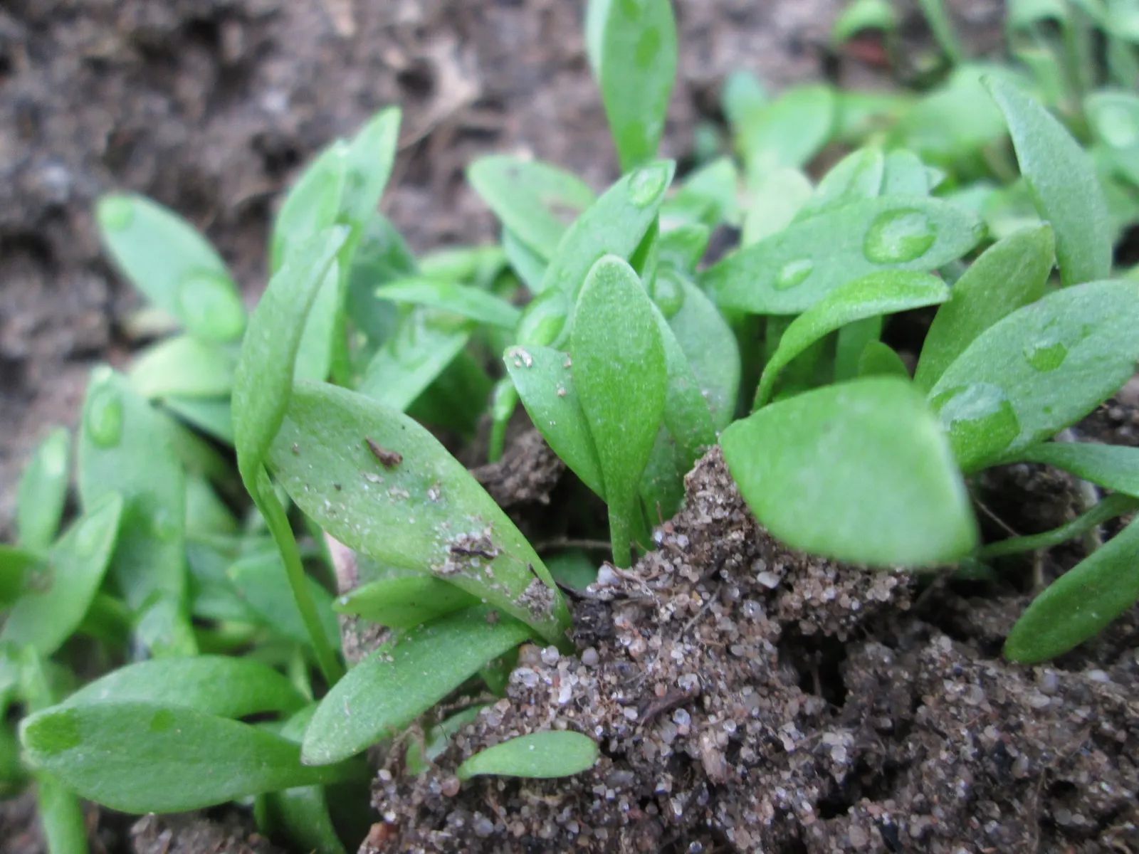 Miner's Lettuce (Claytonia Perfoliata) — Ideal for woodland gardens and underplanting with minimal maintenance; this plant is renowned for its, image 51