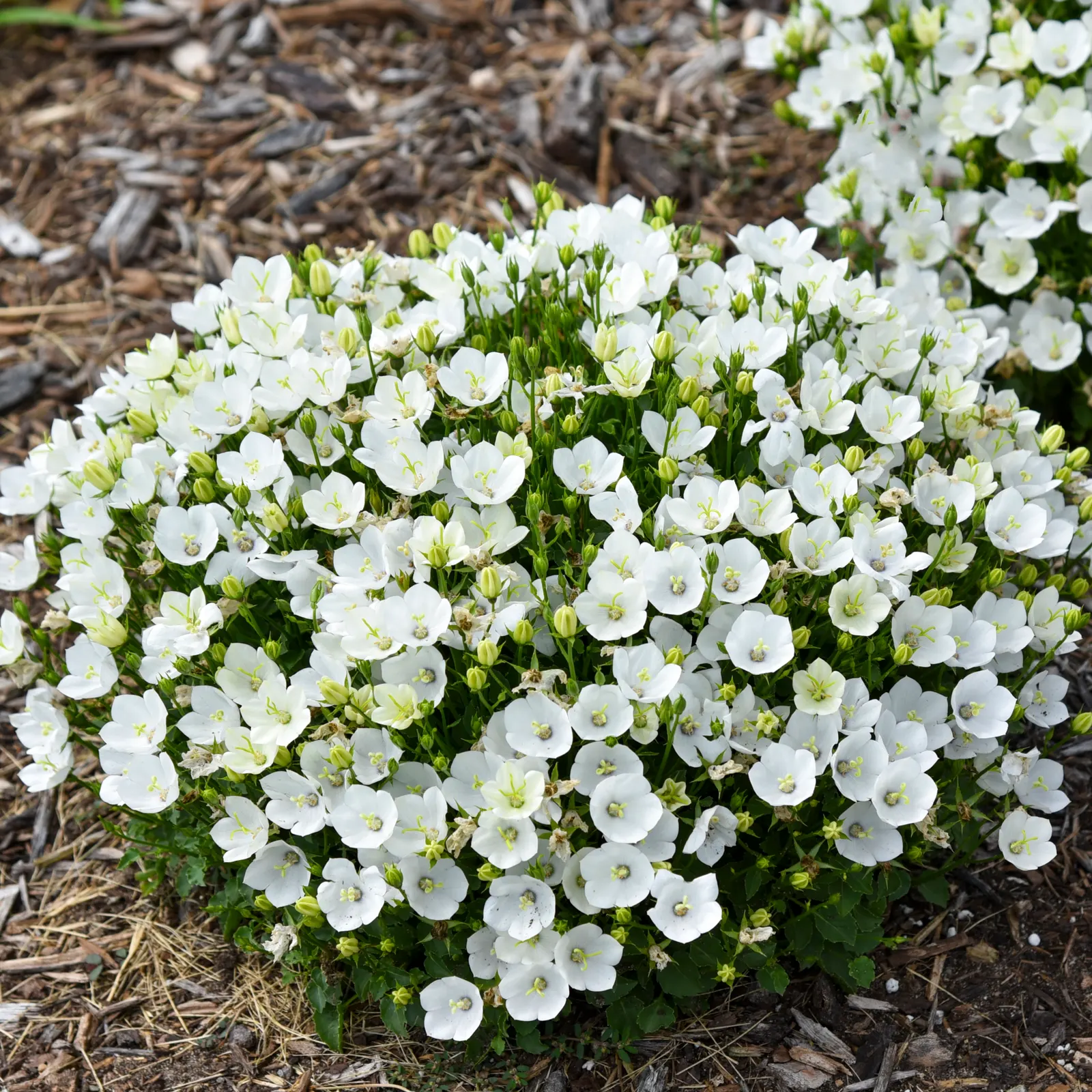 'Starbright' Carpathian Bellflower (Campanula carpatica) — The Campanula carpatica 'Starbright' is a compact perennial with fresh green foliage and pure white