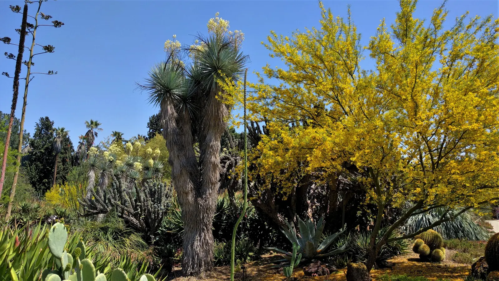 Desert Museum Palo Verde (Parkinsonia 'Desert Museum') — offering a gracefully branched