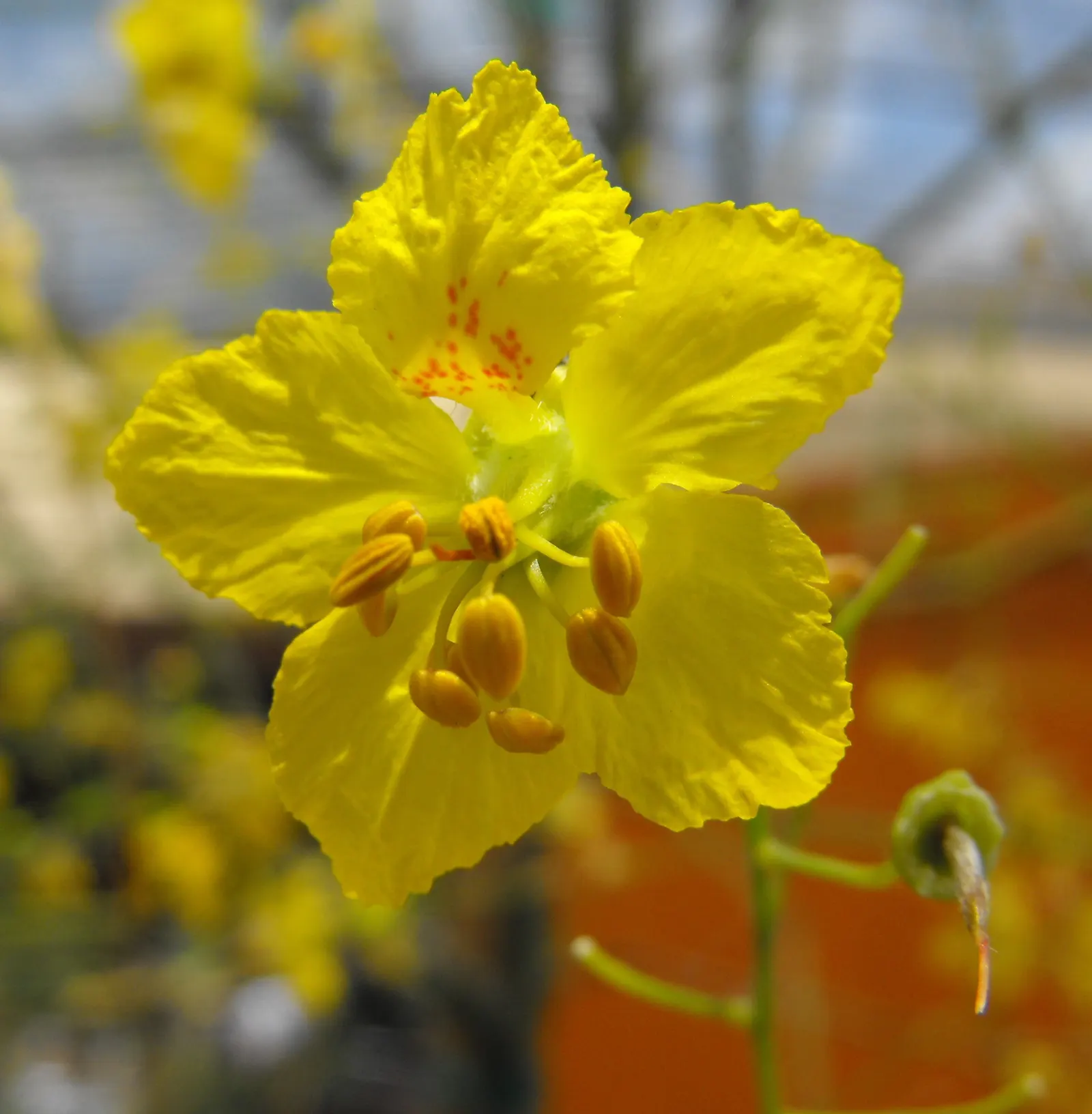 Desert Museum Palo Verde (Parkinsonia 'Desert Museum') — it reaches heights of 20-30 feet with a 20-foot spread