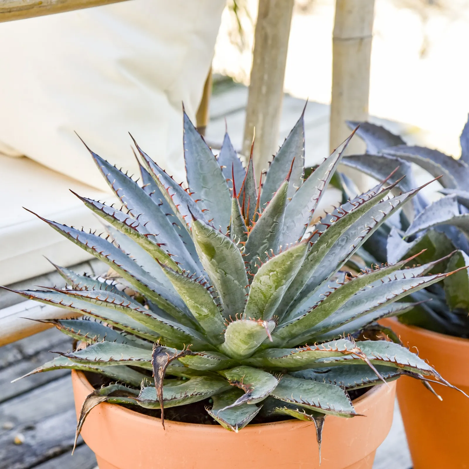 'Tooth Fairy' Mangave (Mangave hybrid) — Keep watered to watch it grow faster