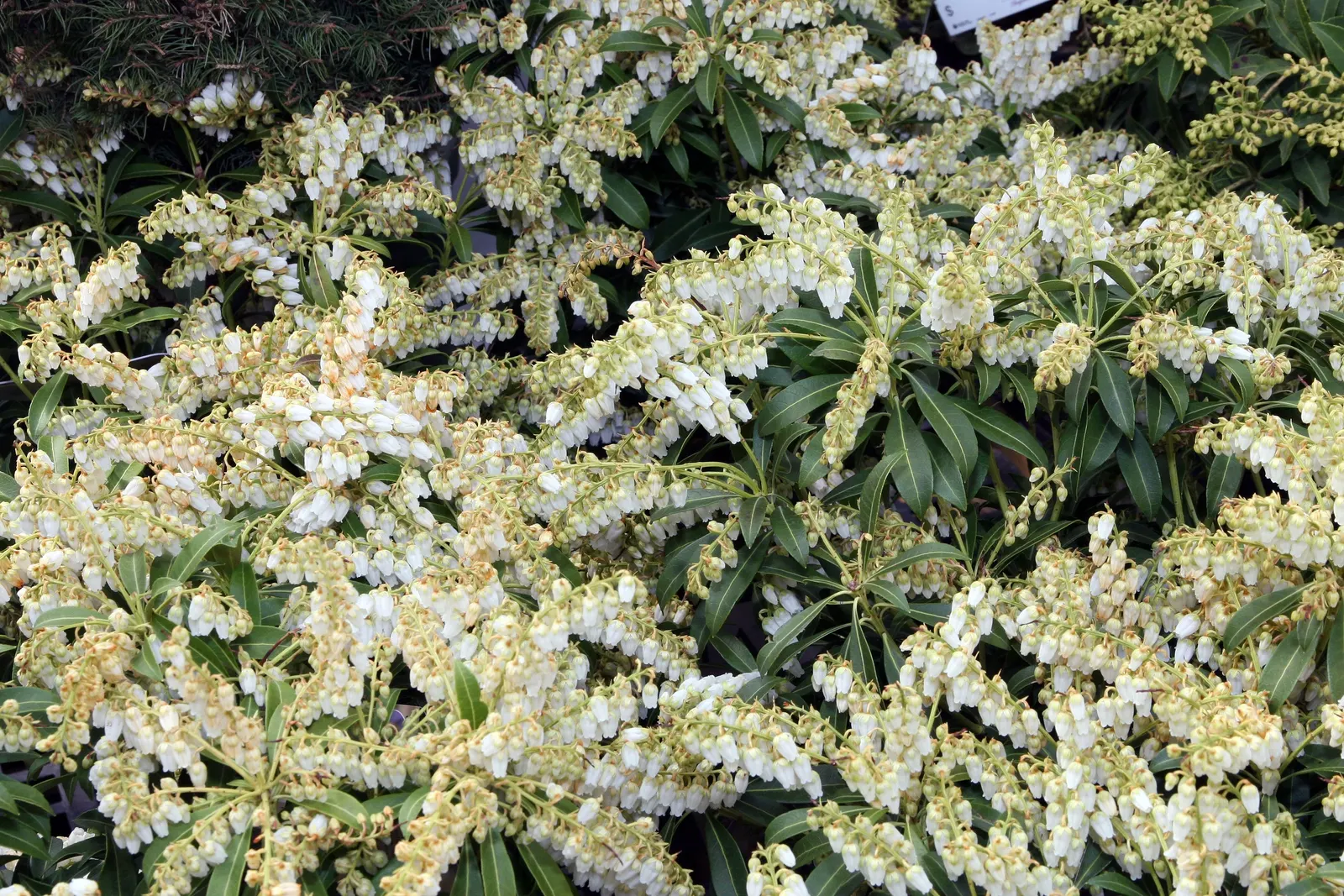 Purity Japanese Andromeda (Pieris Japonica 'Purity') — showcasing cascades of pure white