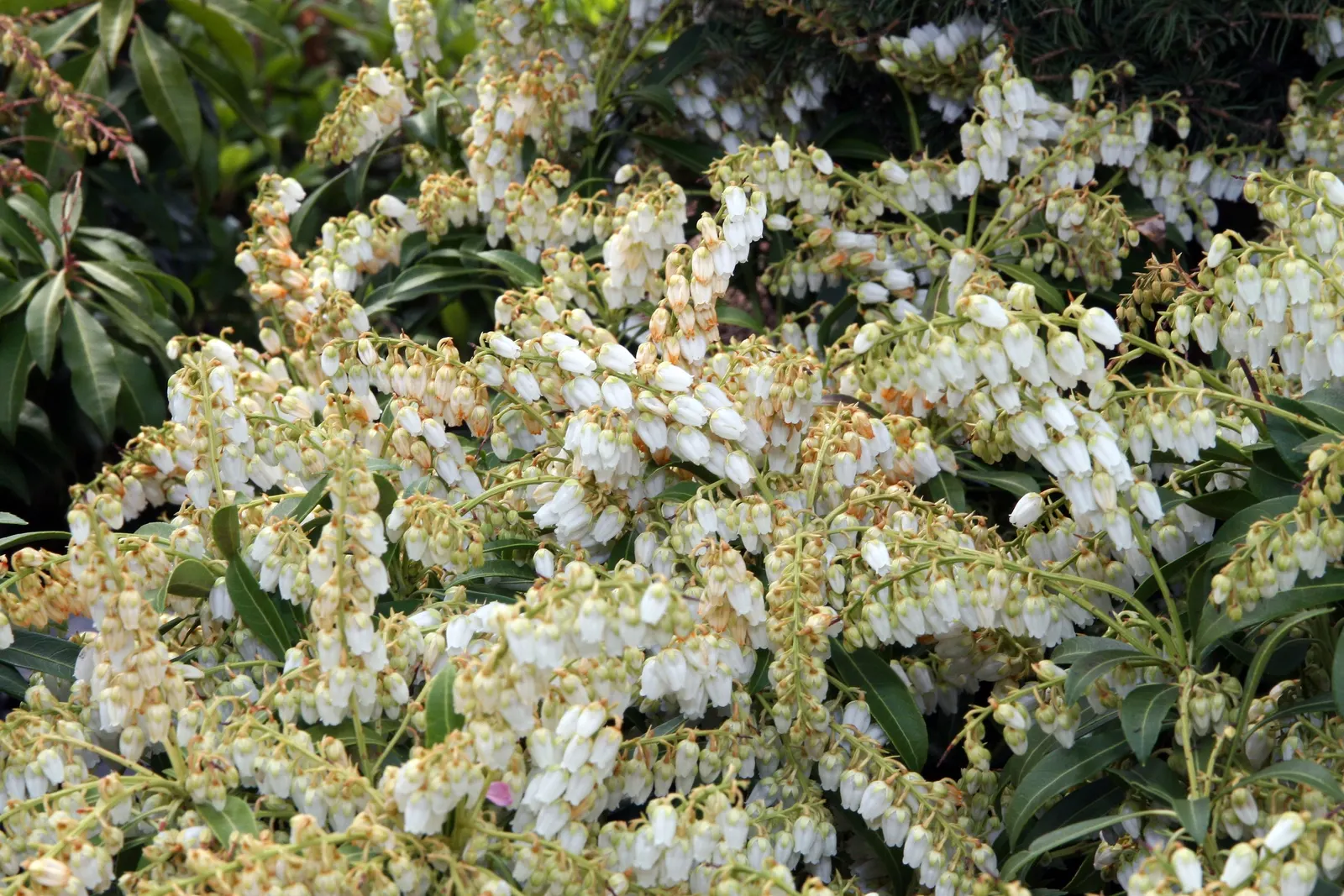 Purity Japanese Andromeda (Pieris Japonica 'Purity') — Pieris japonica 'Purity' is an evergreen shrub
