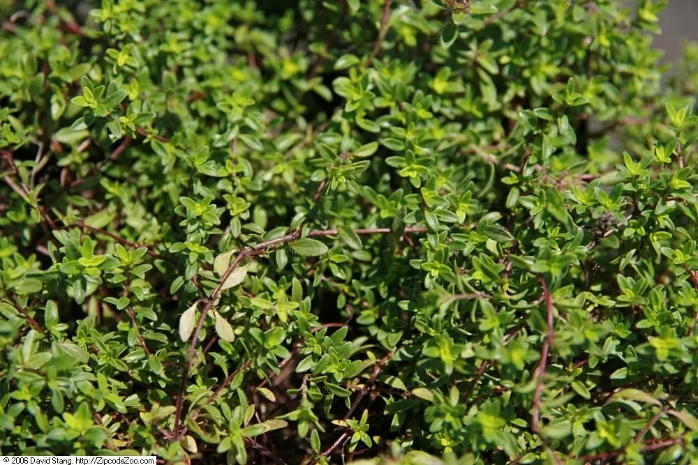 Red Creeping Thyme (Thymus Praecox 'Coccineus') — Red Creeping Thyme (Thymus praecox 'Coccineus') is a dense ground cover with aromatic, evergreen foliage