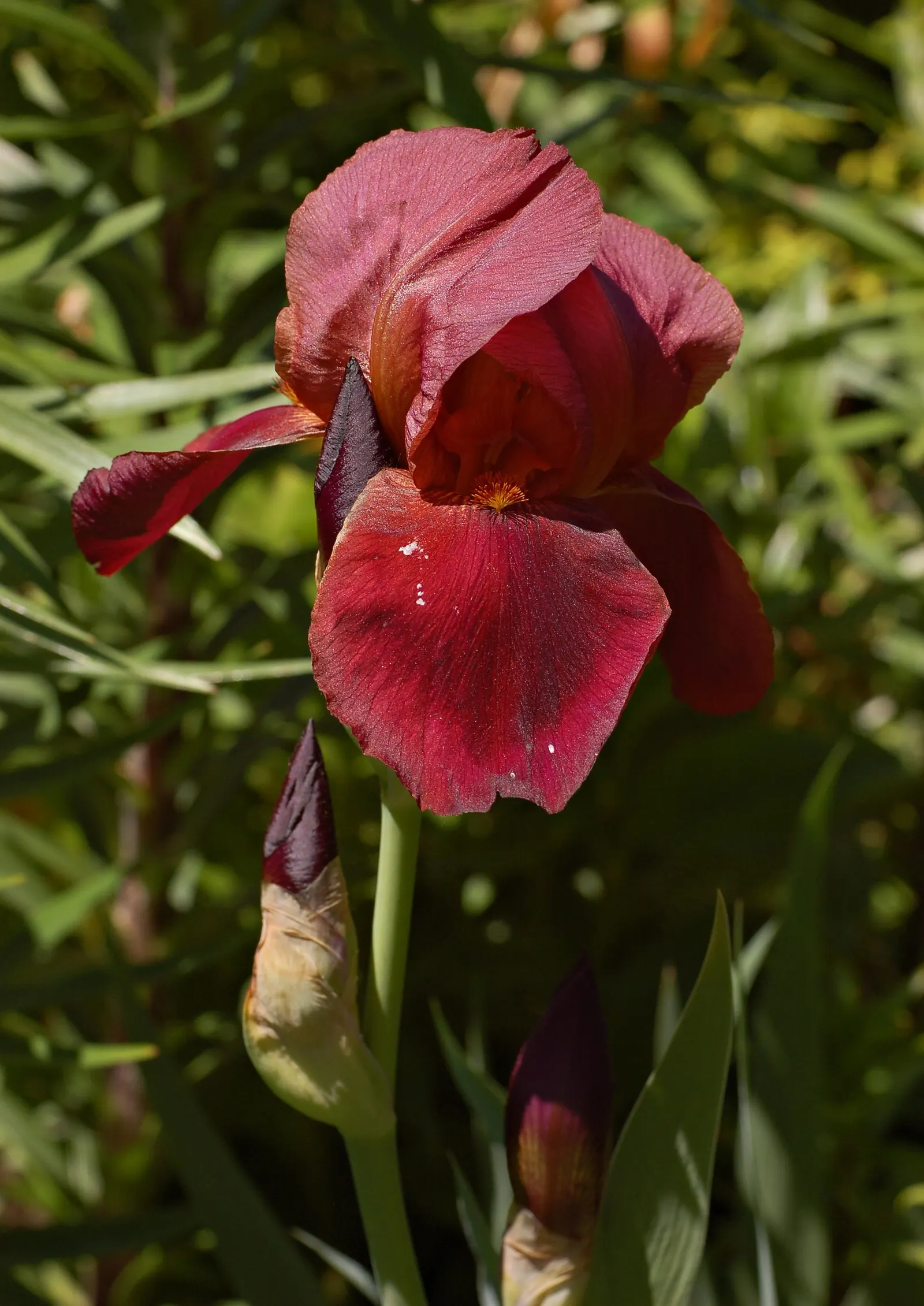 Bearded Iris (Iris X Germanica Hybrids) — scientifically known as Iris x germanica Hybrids; zones 3-9 are ideal for cultivation, image 54