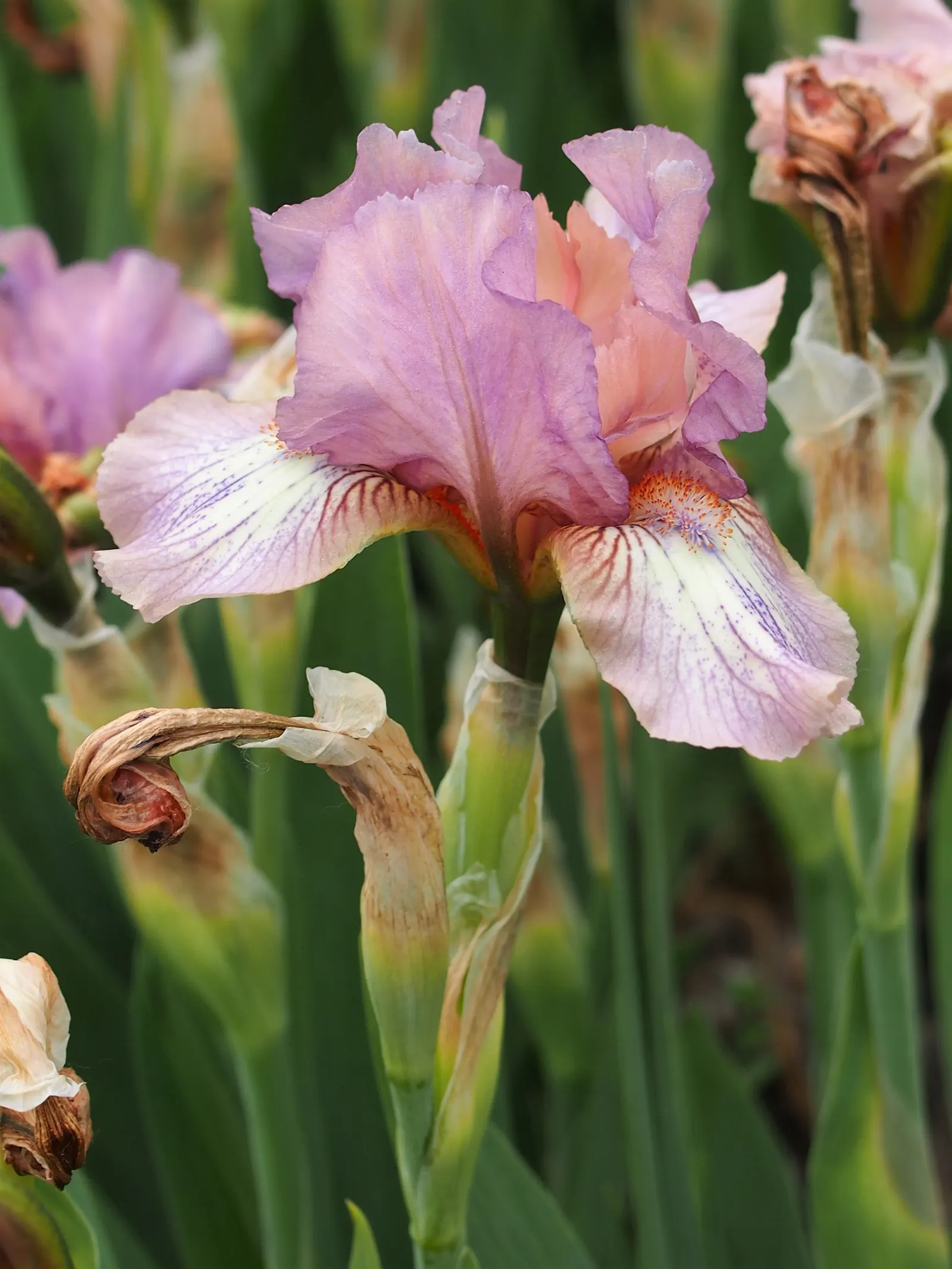Bearded Iris (Iris X Germanica Hybrids) — Bearded Iris (Iris x germanica Hybrids) graces gardens with its striking blooms atop 18-36 inch tall, image 70